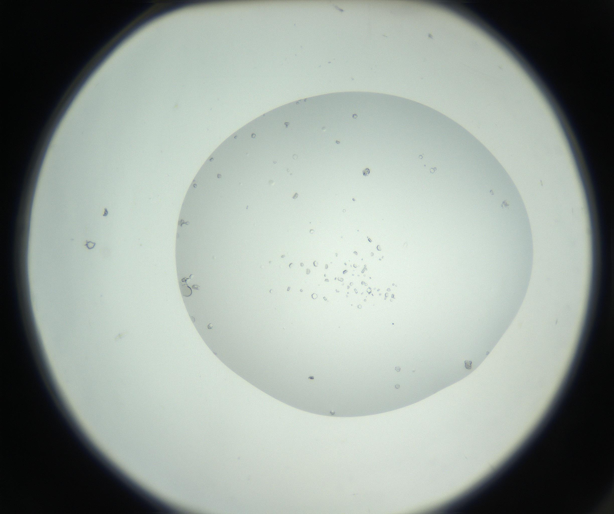 RI01_03_000_0212_Proj1_Clon1_MC_0000MC102749_003_160926_02_01_02_00_99_002_001_RAI.jpg