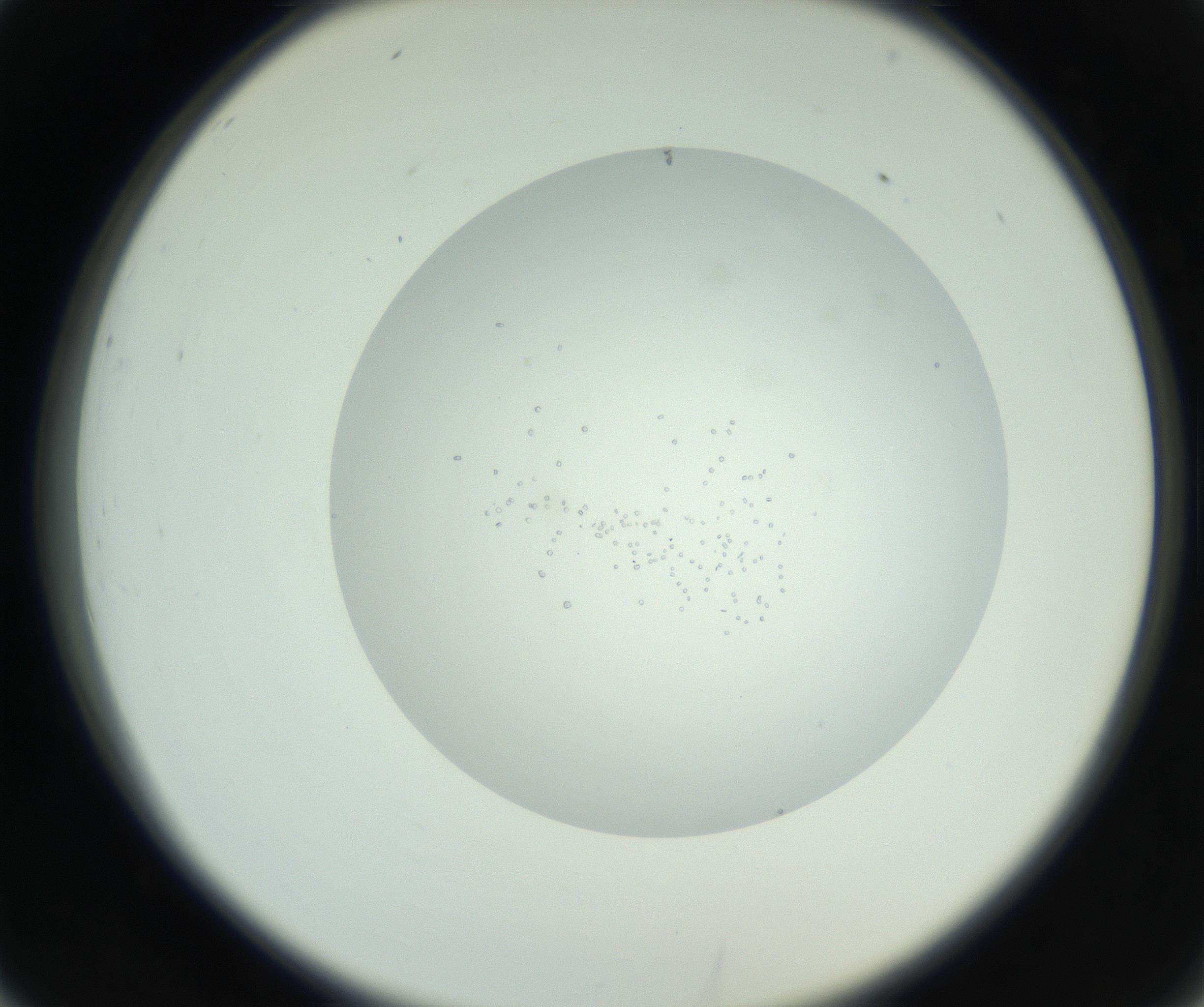 RI01_03_000_0212_Proj1_Clon1_MC_0000MC102749_003_160926_02_03_02_00_99_002_001_RAI.jpg