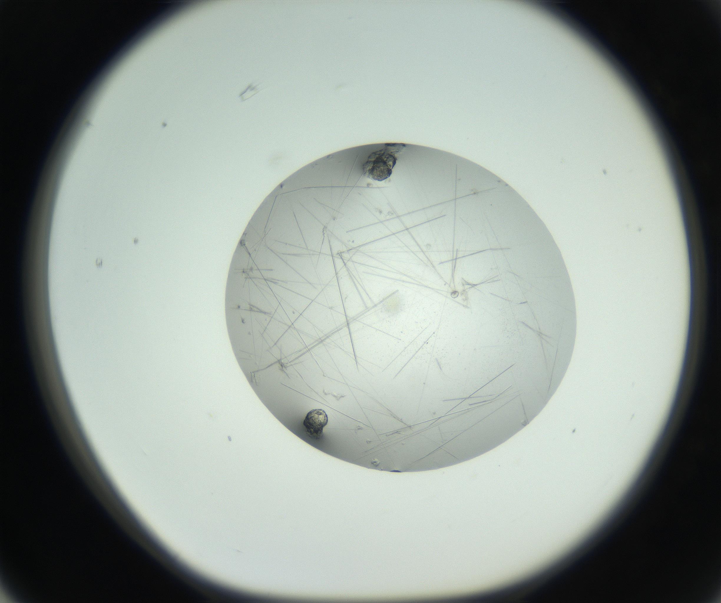 RI01_03_000_0212_Proj1_Clon1_MC_0000MC102749_003_160926_03_06_01_00_99_002_001_RAI.jpg