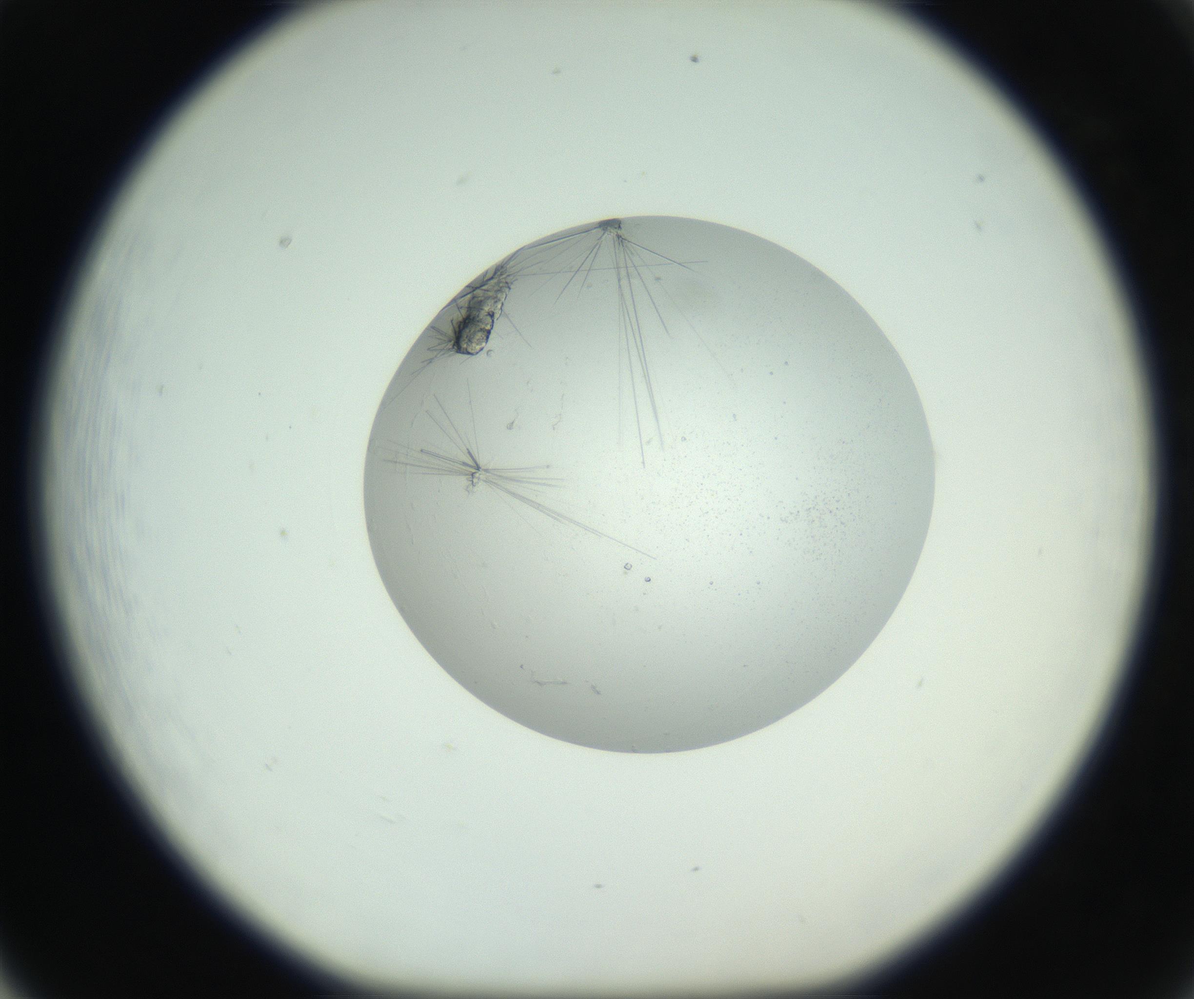 RI01_03_000_0212_Proj1_Clon1_MC_0000MC102749_003_160926_05_06_01_00_99_002_001_RAI.jpg