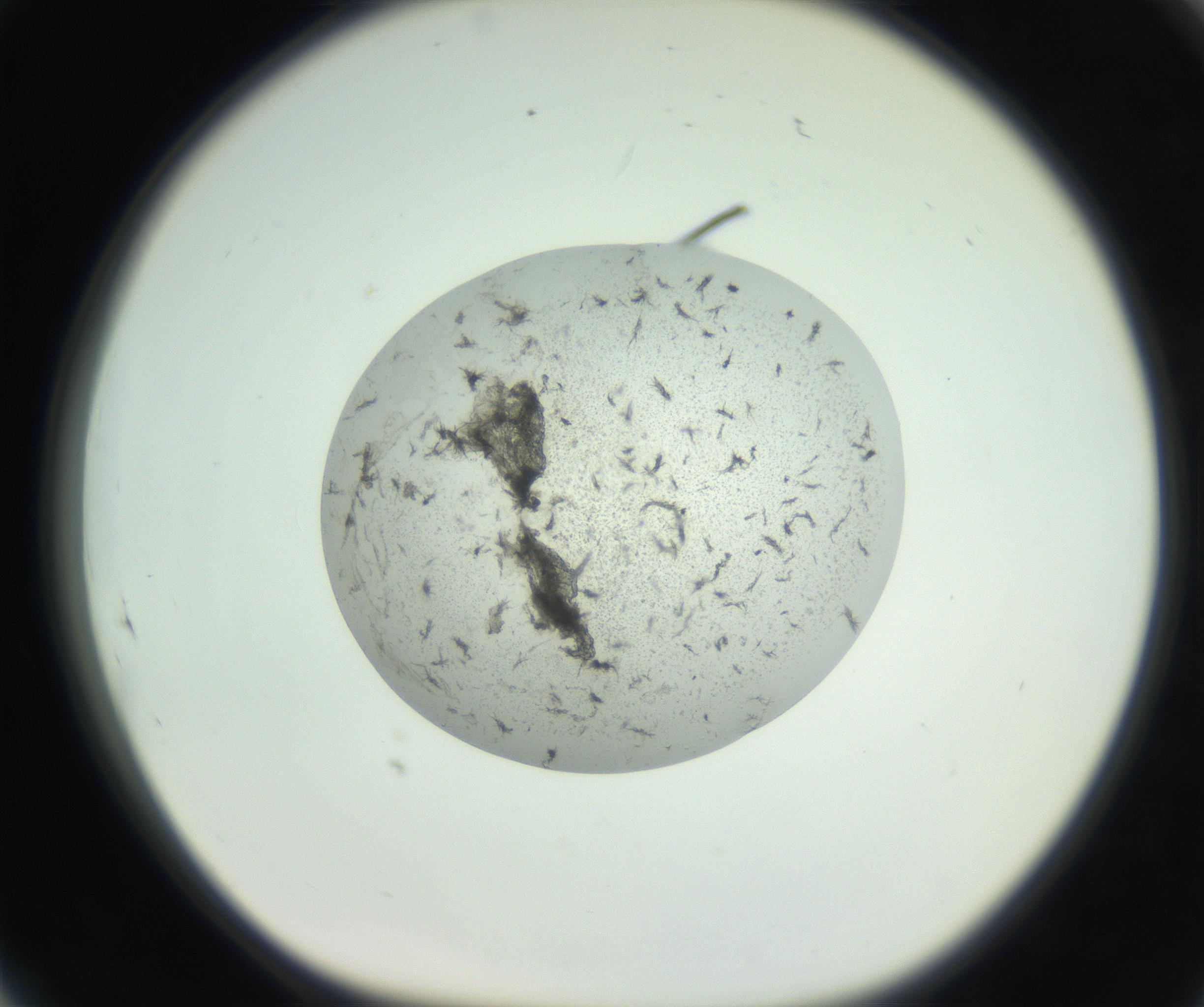 RI01_03_000_0212_Proj1_Clon1_MC_0000MC102749_003_160926_05_08_01_00_99_002_001_RAI.jpg