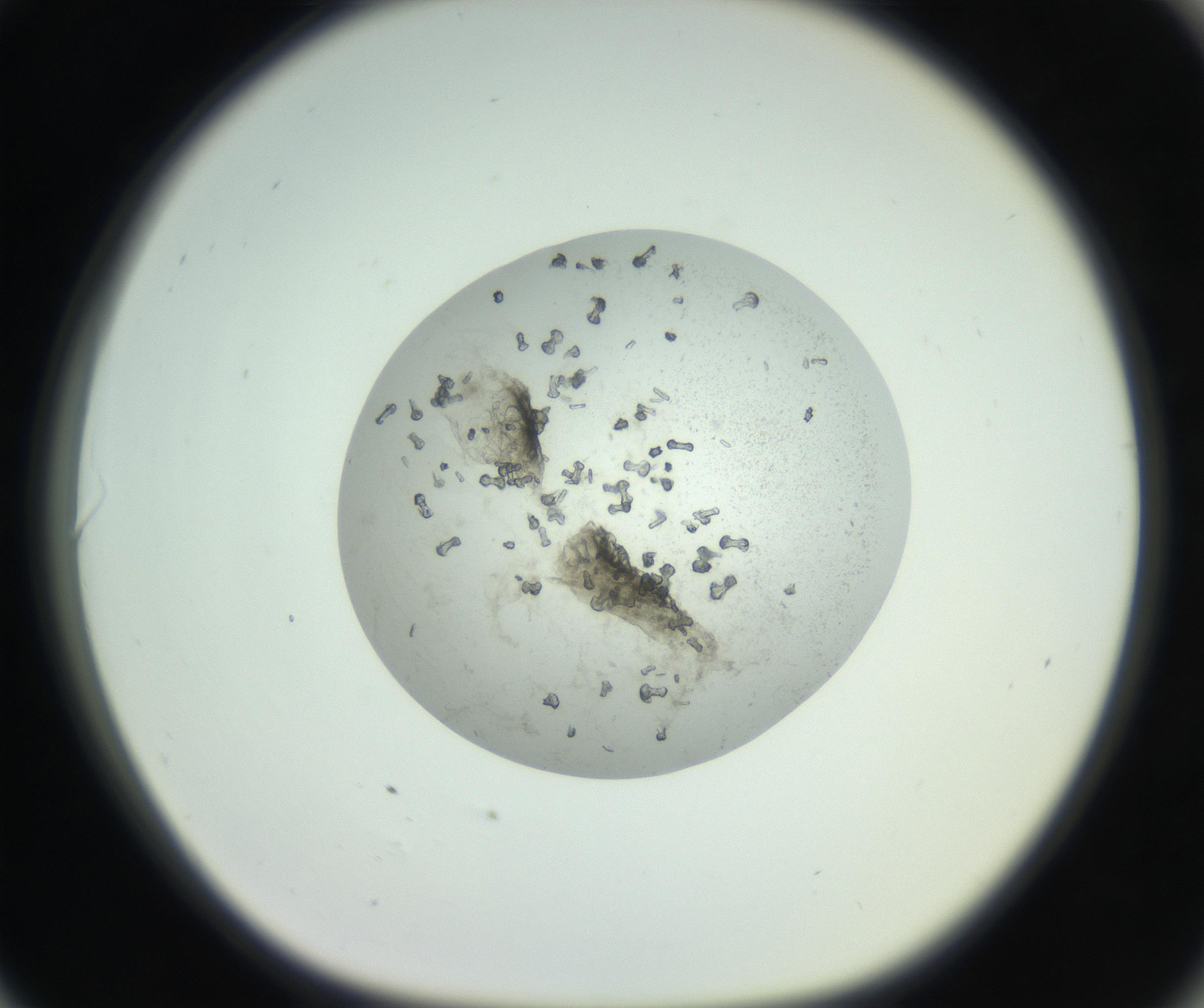 RI01_03_000_0212_Proj1_Clon1_MC_0000MC102749_003_160926_06_08_01_00_99_002_001_RAI.jpg