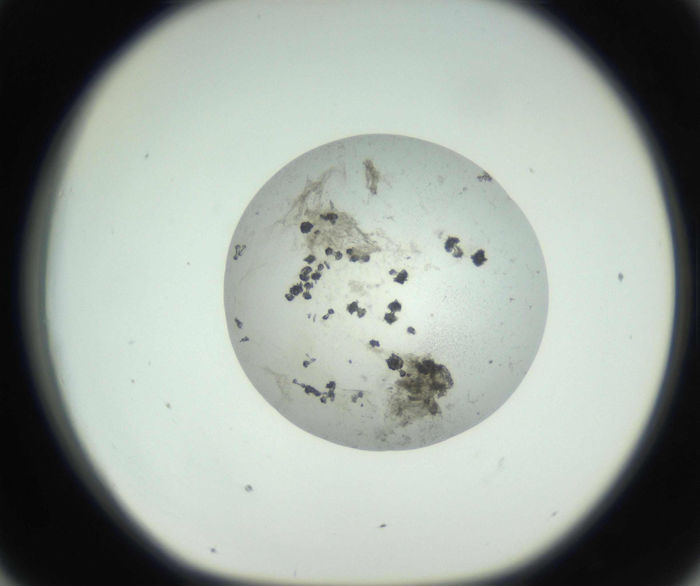 RI01_03_000_0212_Proj1_Clon1_MC_0000MC102749_003_160926_07_04_01_00_99_002_001_RAI.jpg