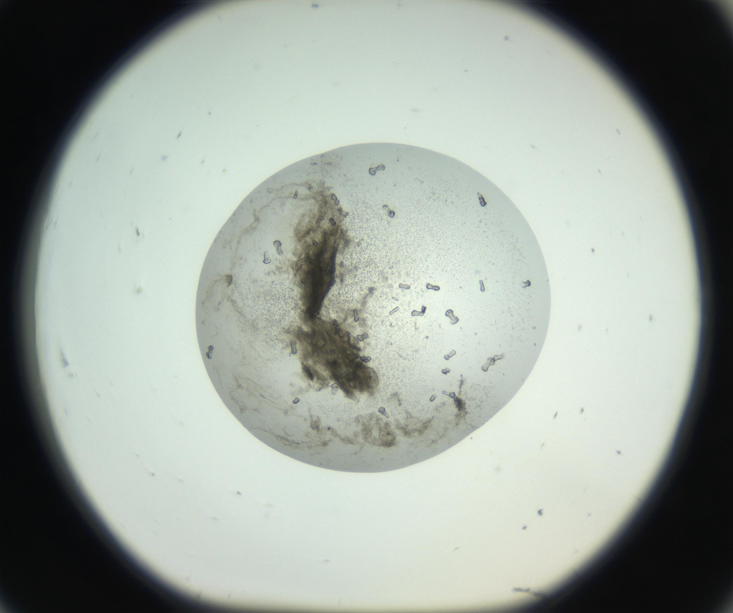 RI01_03_000_0212_Proj1_Clon1_MC_0000MC102749_003_160926_07_08_01_00_99_002_001_RAI.jpg