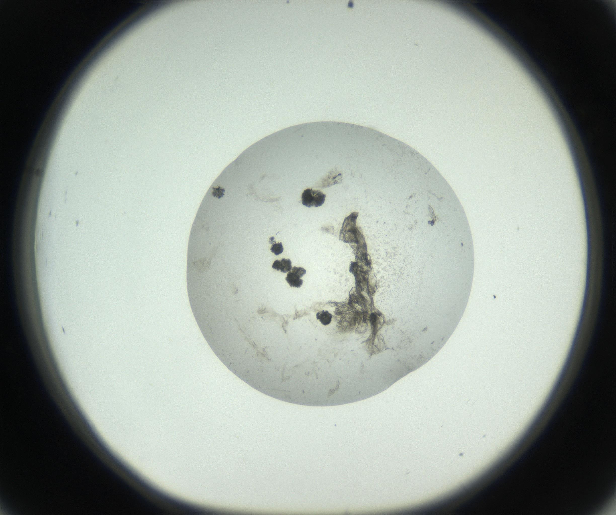 RI01_03_000_0212_Proj1_Clon1_MC_0000MC102749_003_160926_09_04_01_00_99_002_001_RAI.jpg
