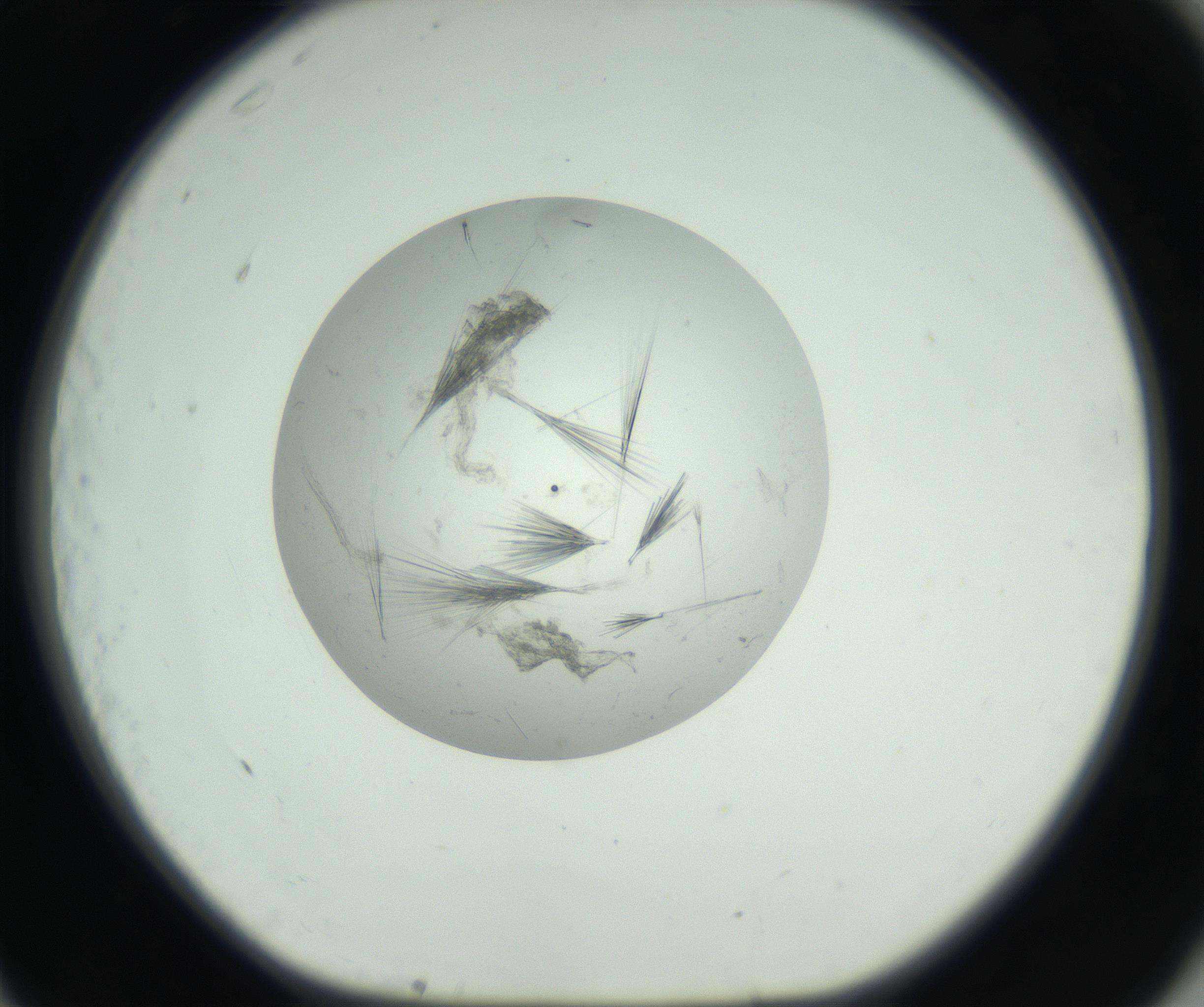 RI01_03_000_0212_Proj1_Clon1_MC_0000MC102749_003_160926_11_07_01_00_99_002_001_RAI.jpg