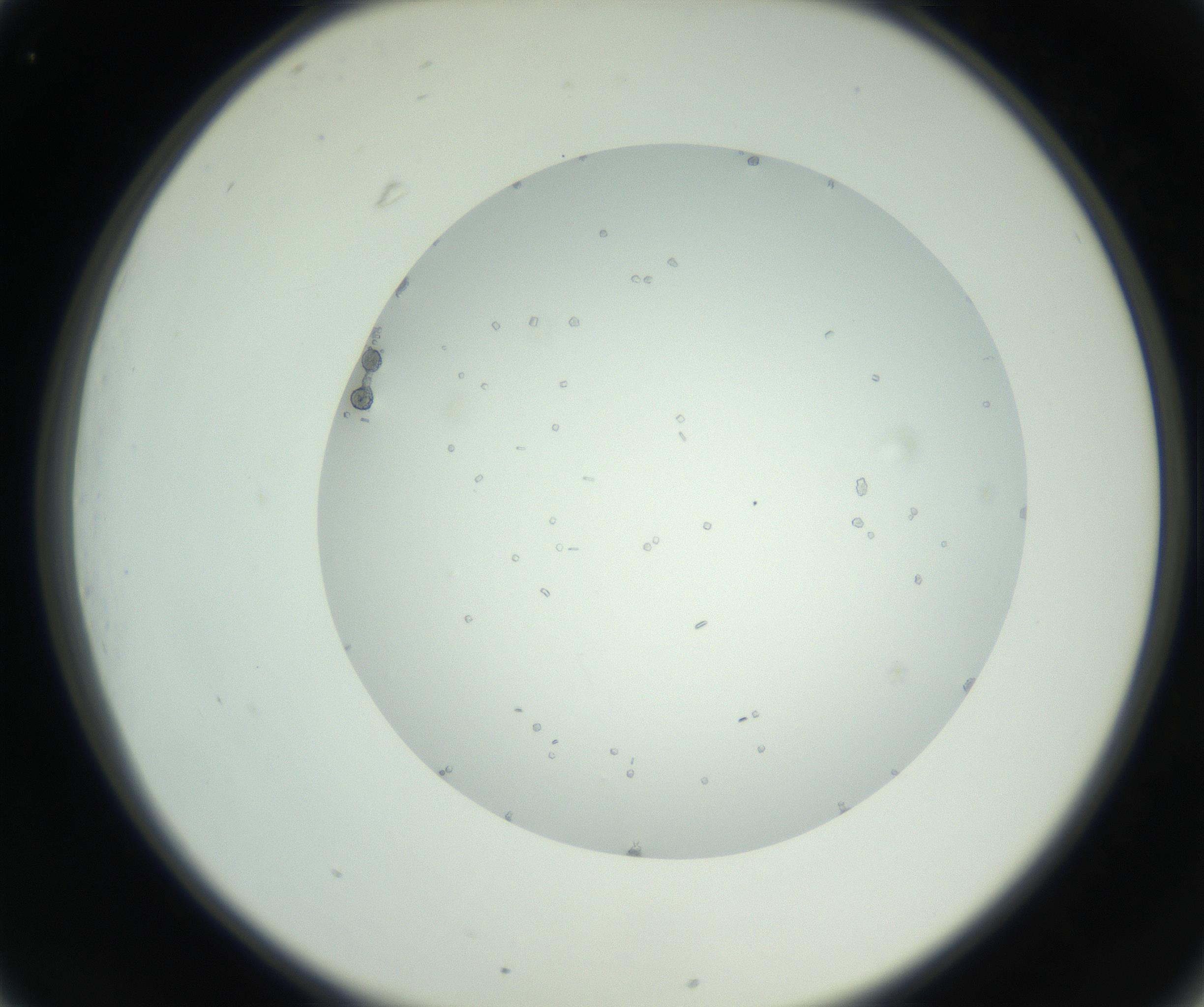 RI01_03_000_0212_Proj1_Clon1_MC_0000MC102749_004_160928_01_03_02_00_99_002_001_RAI.jpg