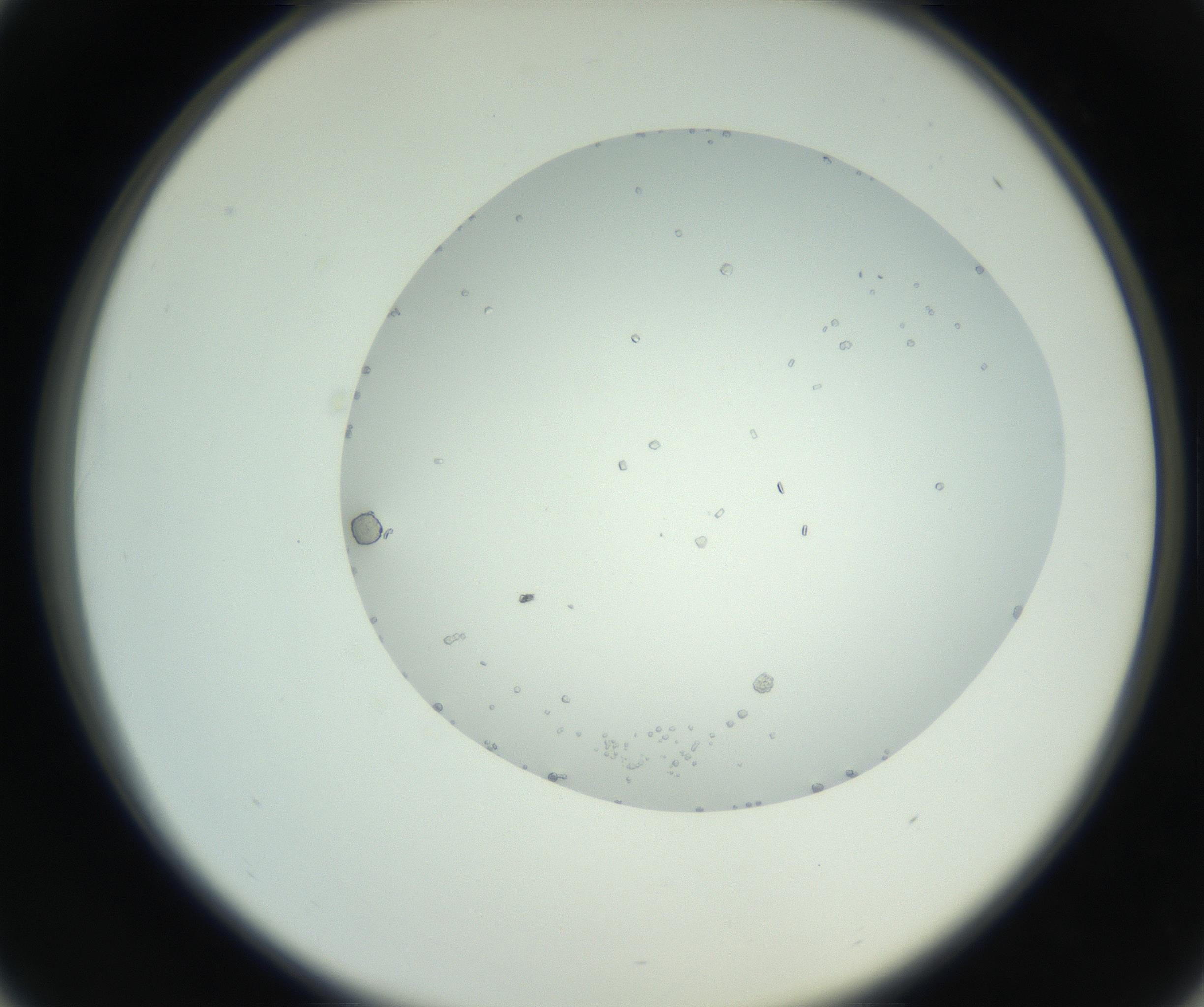 RI01_03_000_0212_Proj1_Clon1_MC_0000MC102749_004_160928_01_04_02_00_99_002_001_RAI.jpg