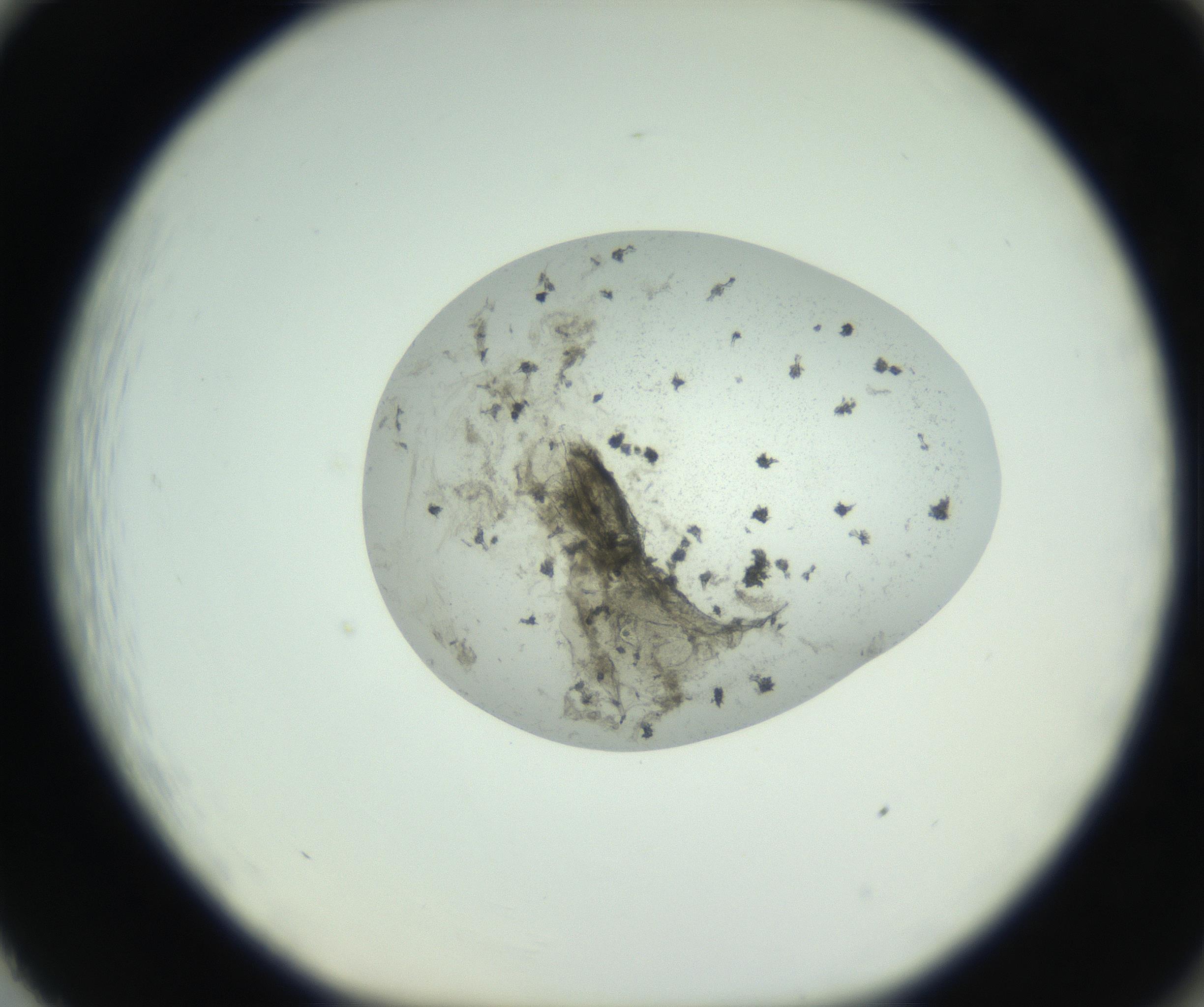 RI01_03_000_0212_Proj1_Clon1_MC_0000MC102749_004_160928_02_08_01_00_99_002_001_RAI.jpg