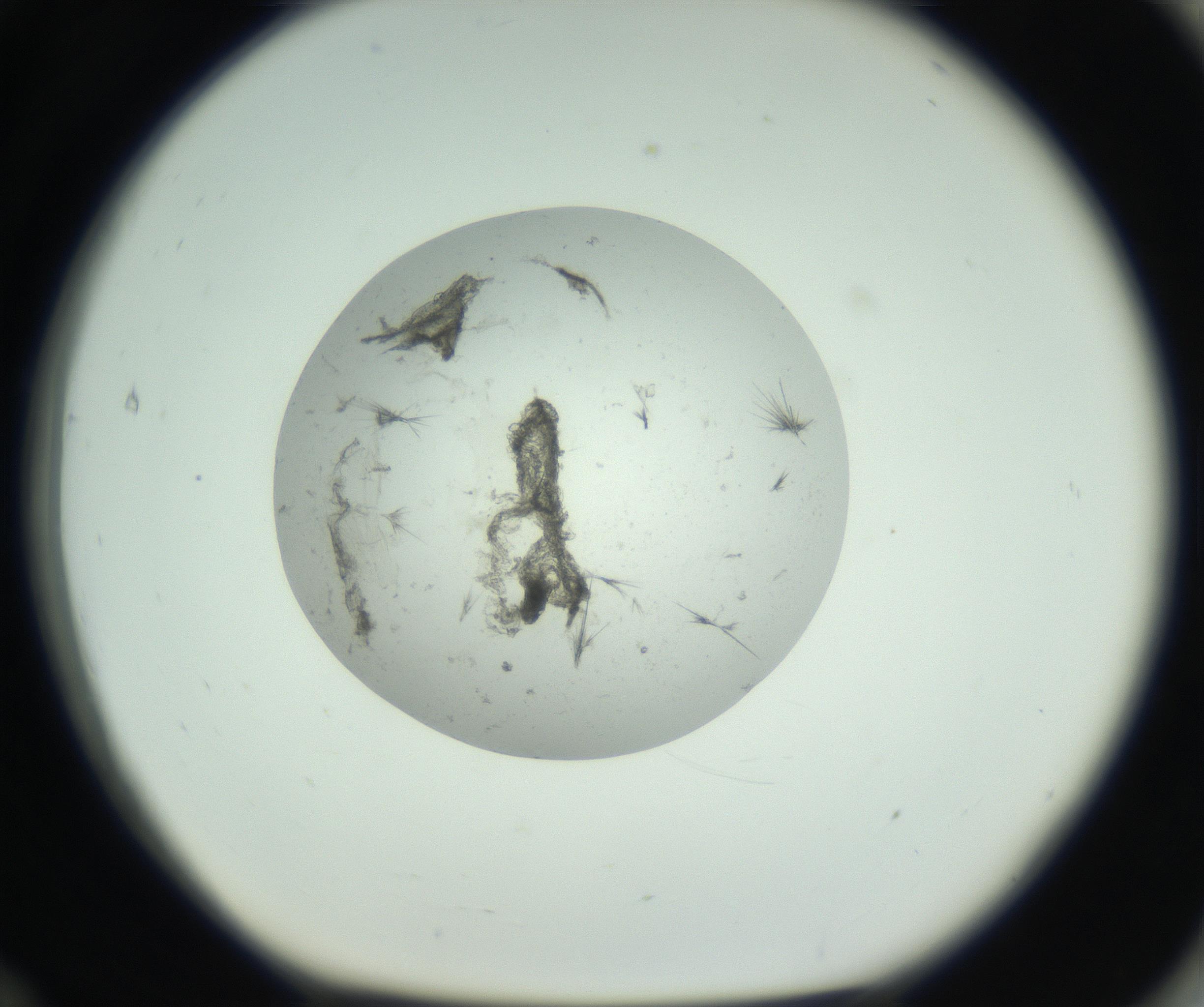 RI01_03_000_0212_Proj1_Clon1_MC_0000MC102749_004_160928_12_07_01_00_99_002_001_RAI.jpg