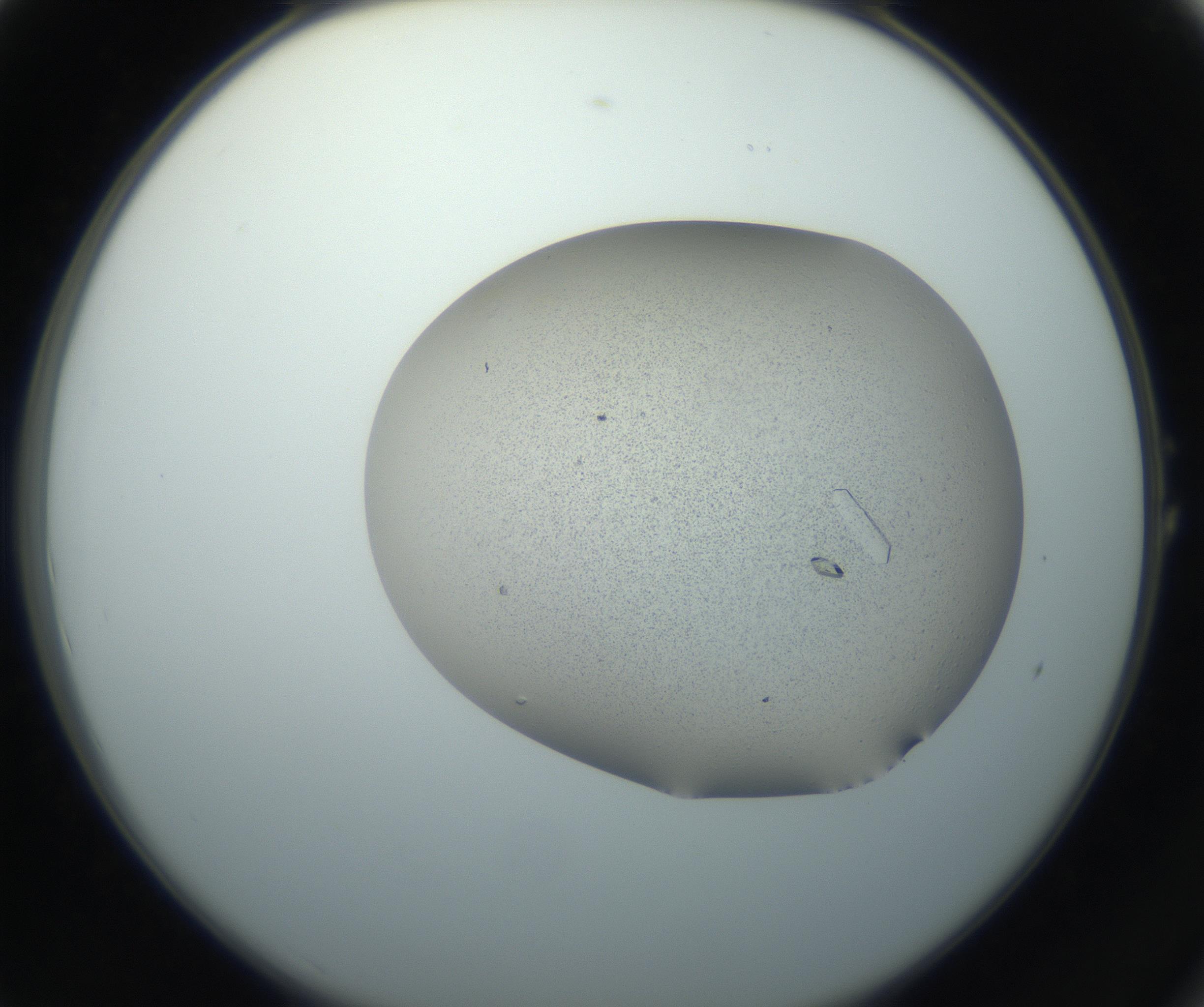 RI01_03_000_0212_Proj1_Clon1_MC_0000MC102750_002_160924_01_01_02_00_99_002_001_RAI.jpg