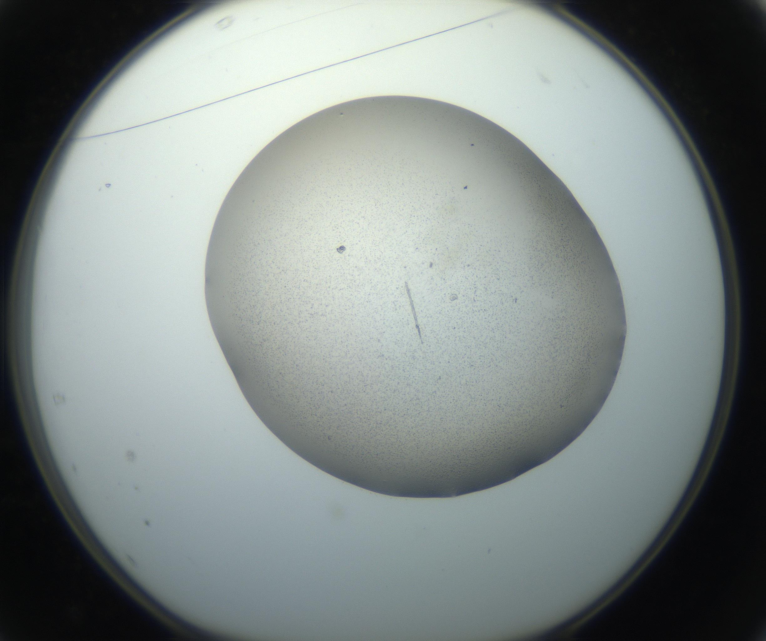 RI01_03_000_0212_Proj1_Clon1_MC_0000MC102750_002_160924_01_04_01_00_99_002_001_RAI.jpg