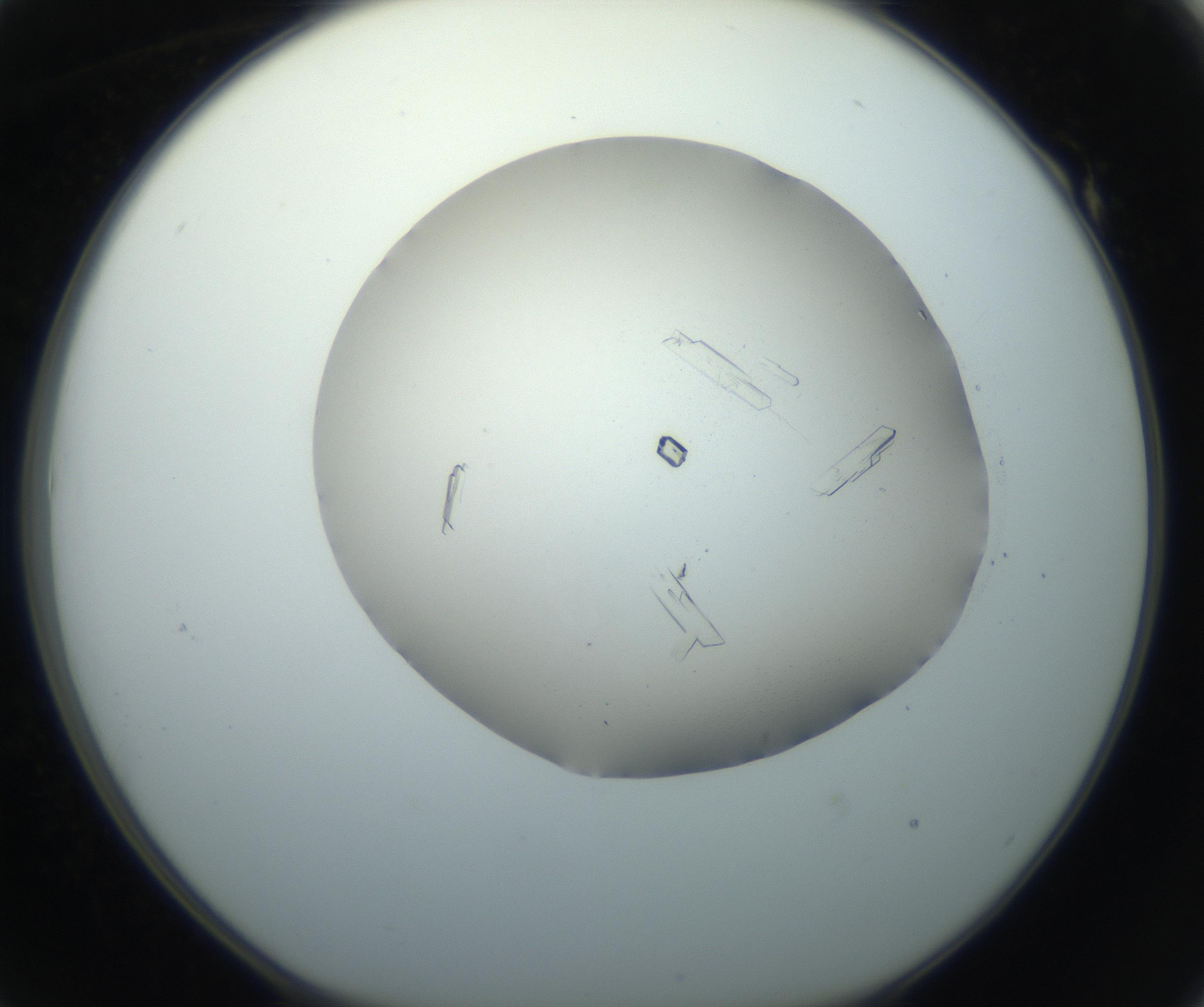 RI01_03_000_0212_Proj1_Clon1_MC_0000MC102750_002_160924_01_05_01_00_99_002_001_RAI.jpg