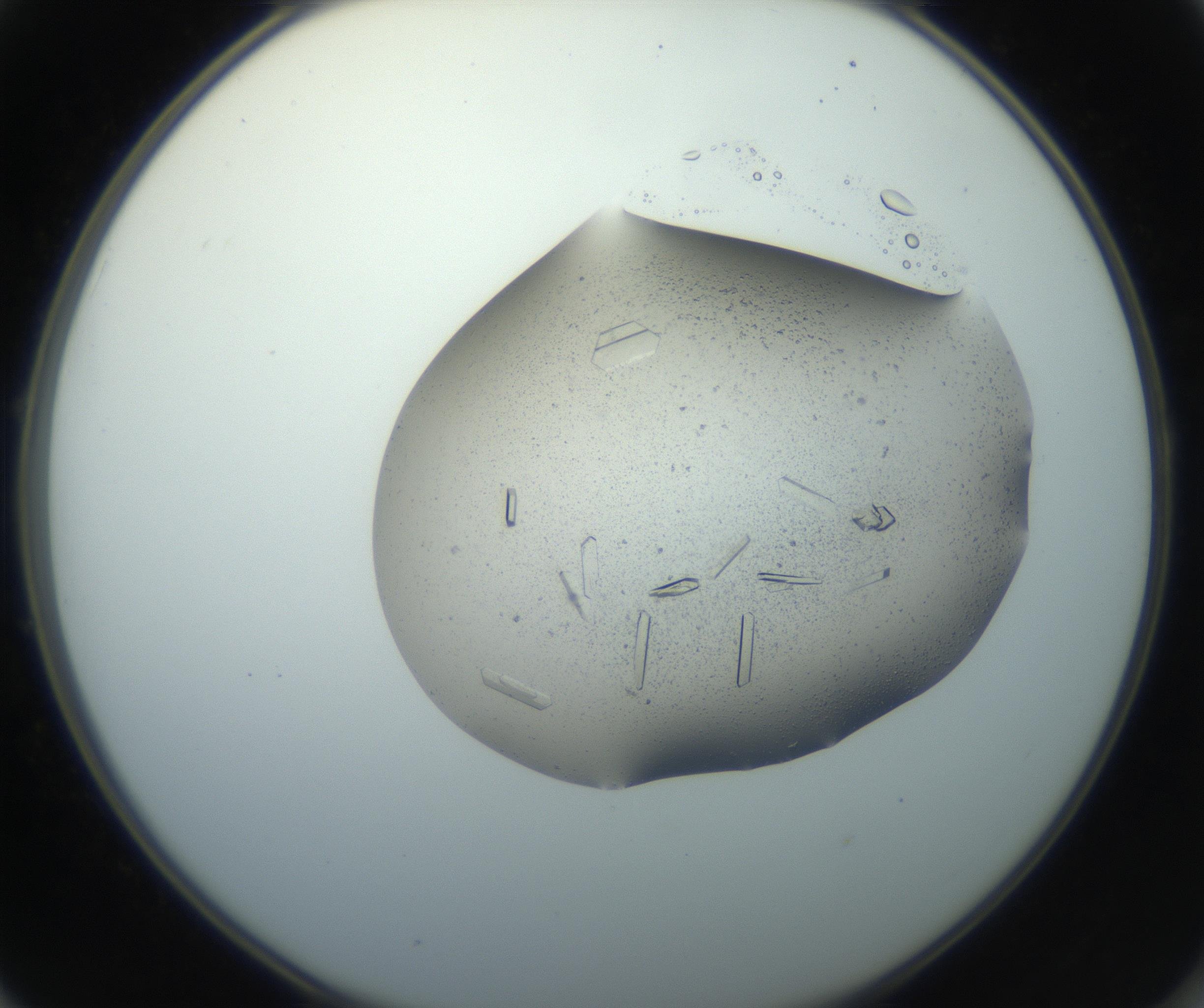 RI01_03_000_0212_Proj1_Clon1_MC_0000MC102750_002_160924_01_05_02_00_99_002_001_RAI.jpg