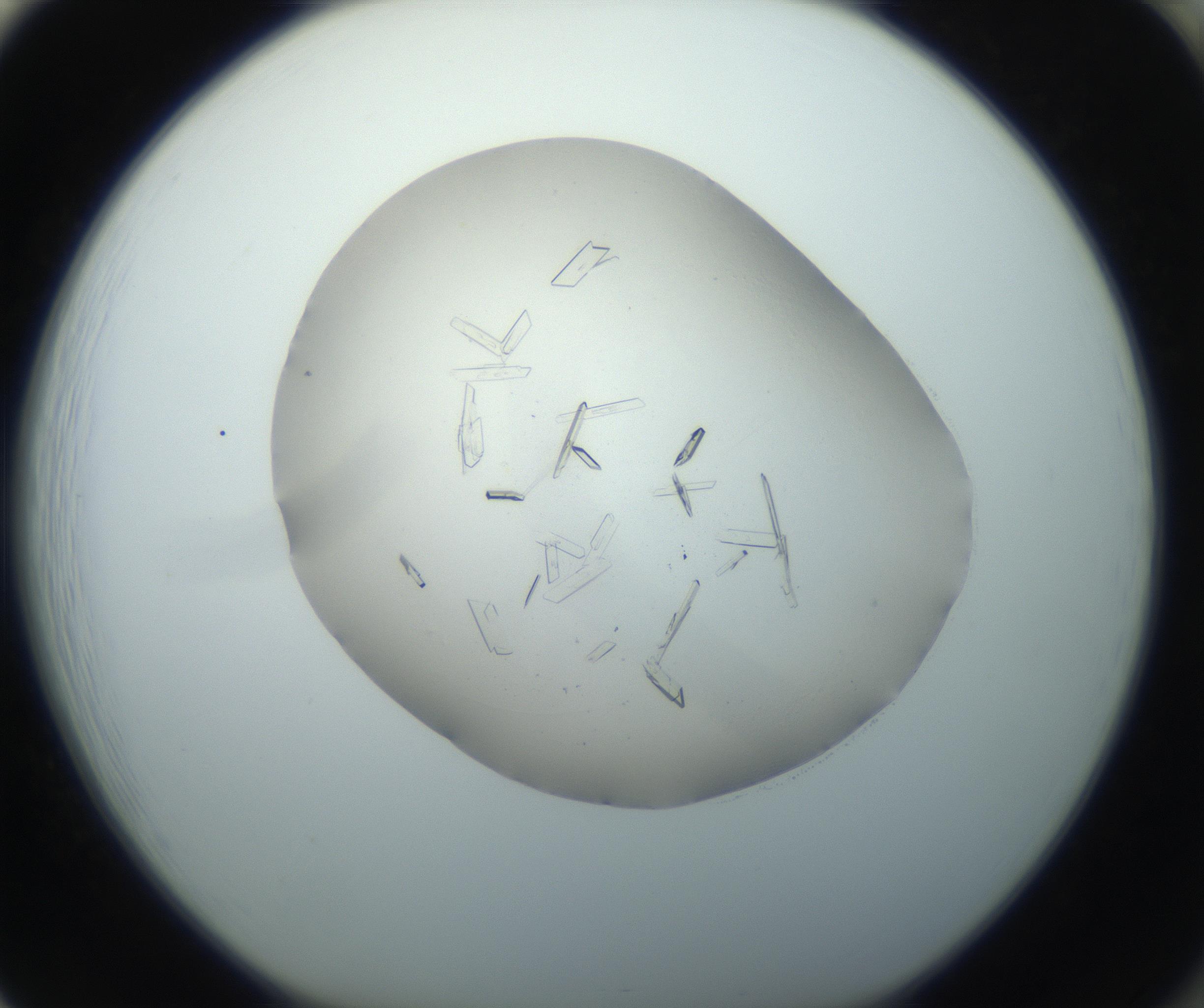RI01_03_000_0212_Proj1_Clon1_MC_0000MC102750_002_160924_01_08_01_00_99_002_001_RAI.jpg
