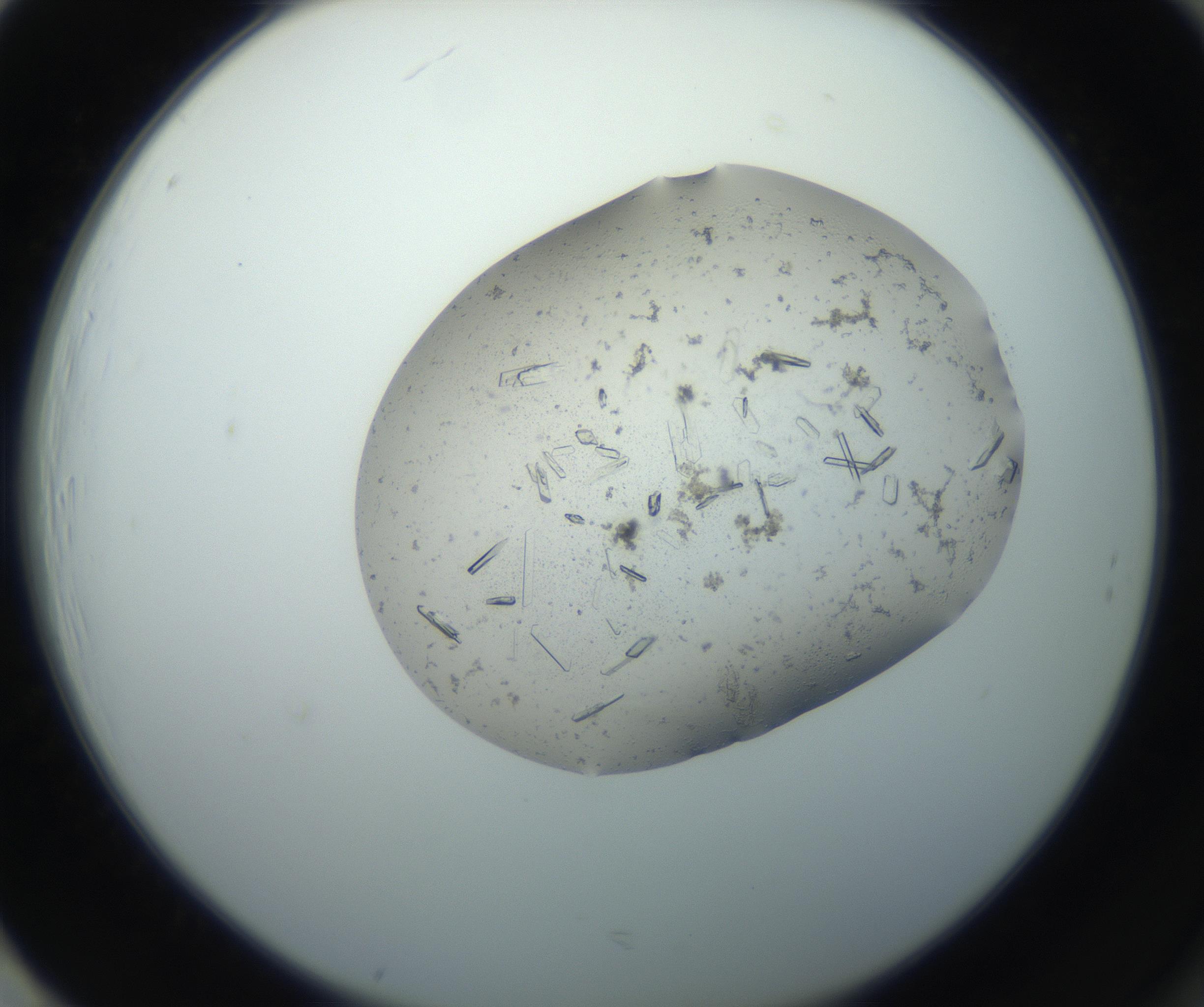 RI01_03_000_0212_Proj1_Clon1_MC_0000MC102750_002_160924_01_08_02_00_99_002_001_RAI.jpg