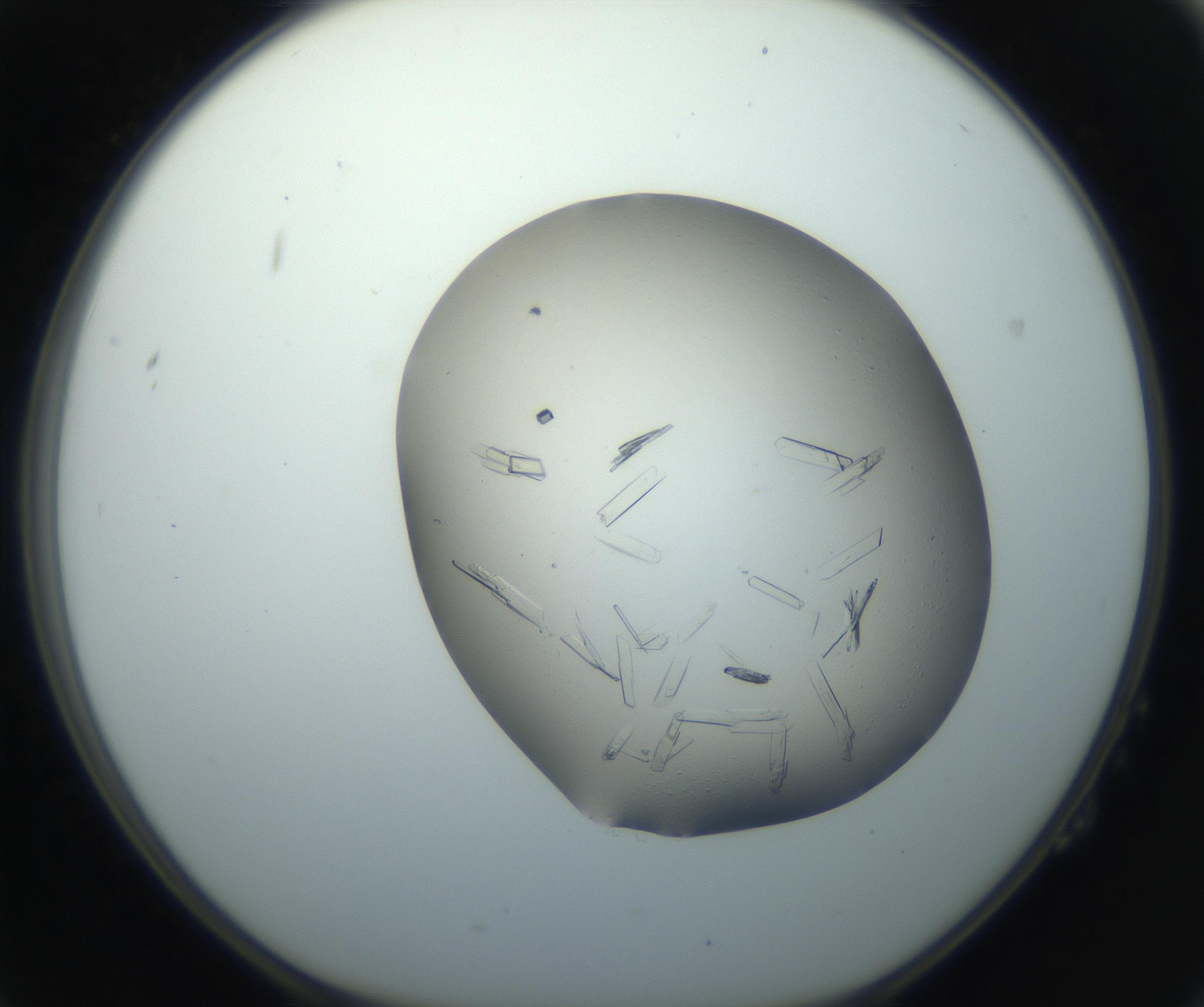 RI01_03_000_0212_Proj1_Clon1_MC_0000MC102750_002_160924_02_02_01_00_99_002_001_RAI.jpg