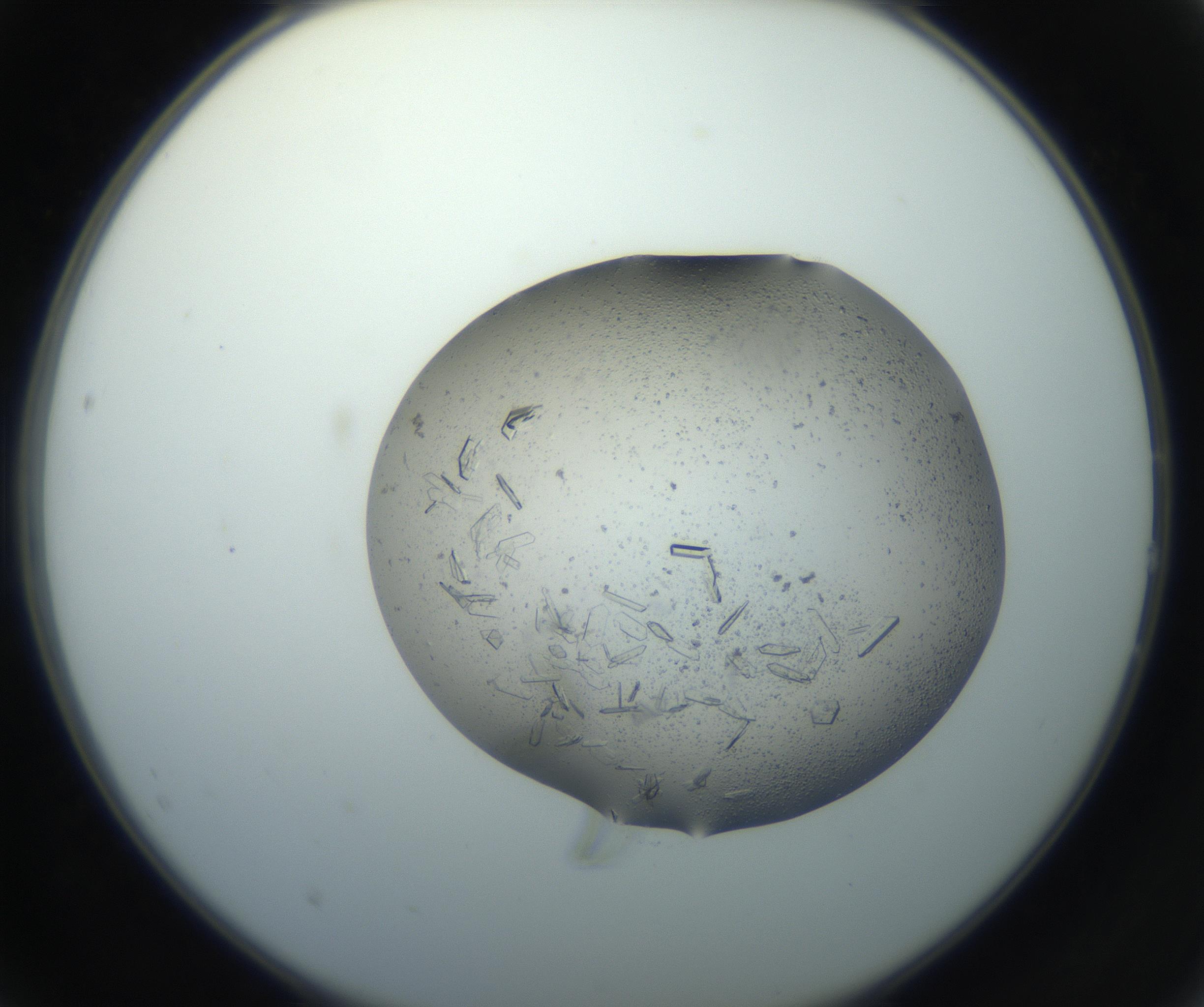RI01_03_000_0212_Proj1_Clon1_MC_0000MC102750_002_160924_02_02_02_00_99_002_001_RAI.jpg