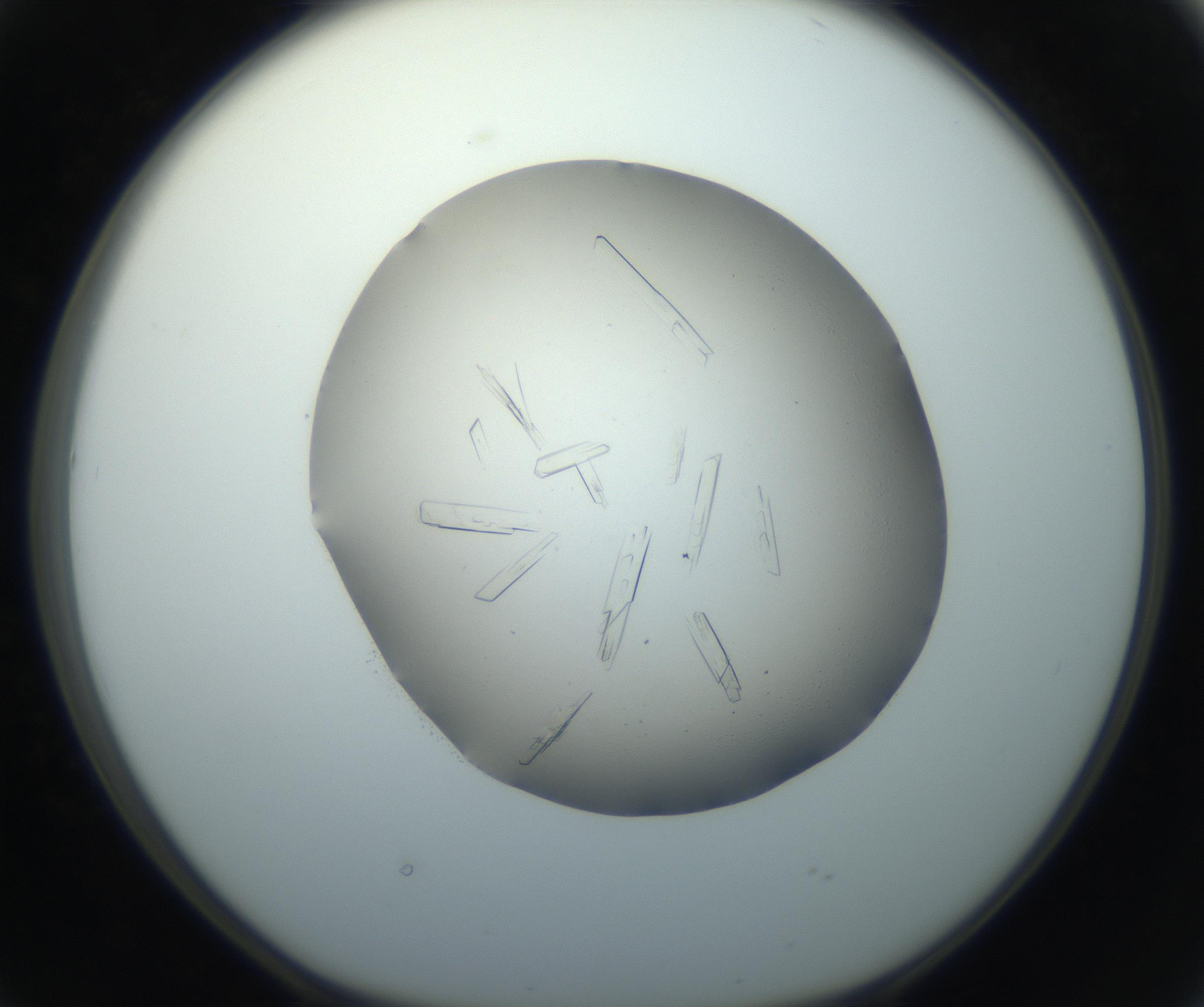 RI01_03_000_0212_Proj1_Clon1_MC_0000MC102750_002_160924_02_04_01_00_99_002_001_RAI.jpg