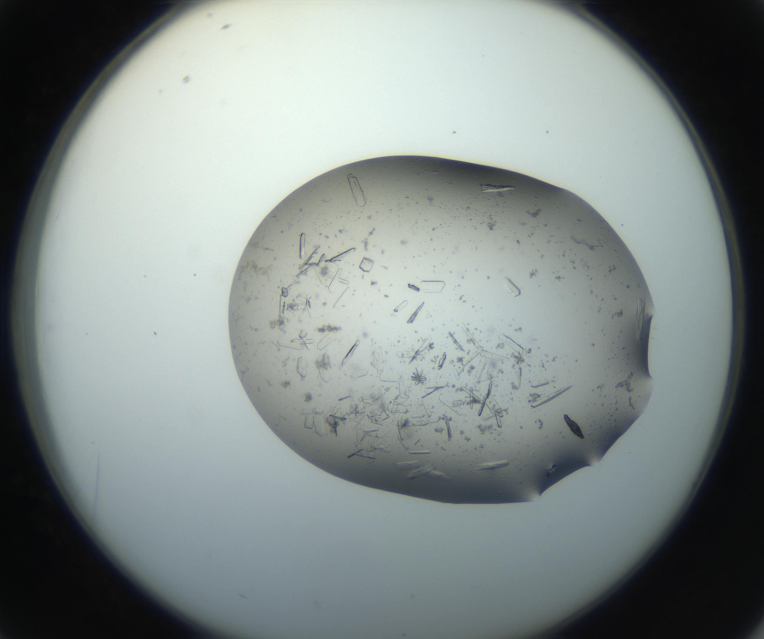 RI01_03_000_0212_Proj1_Clon1_MC_0000MC102750_002_160924_02_04_02_00_99_002_001_RAI.jpg