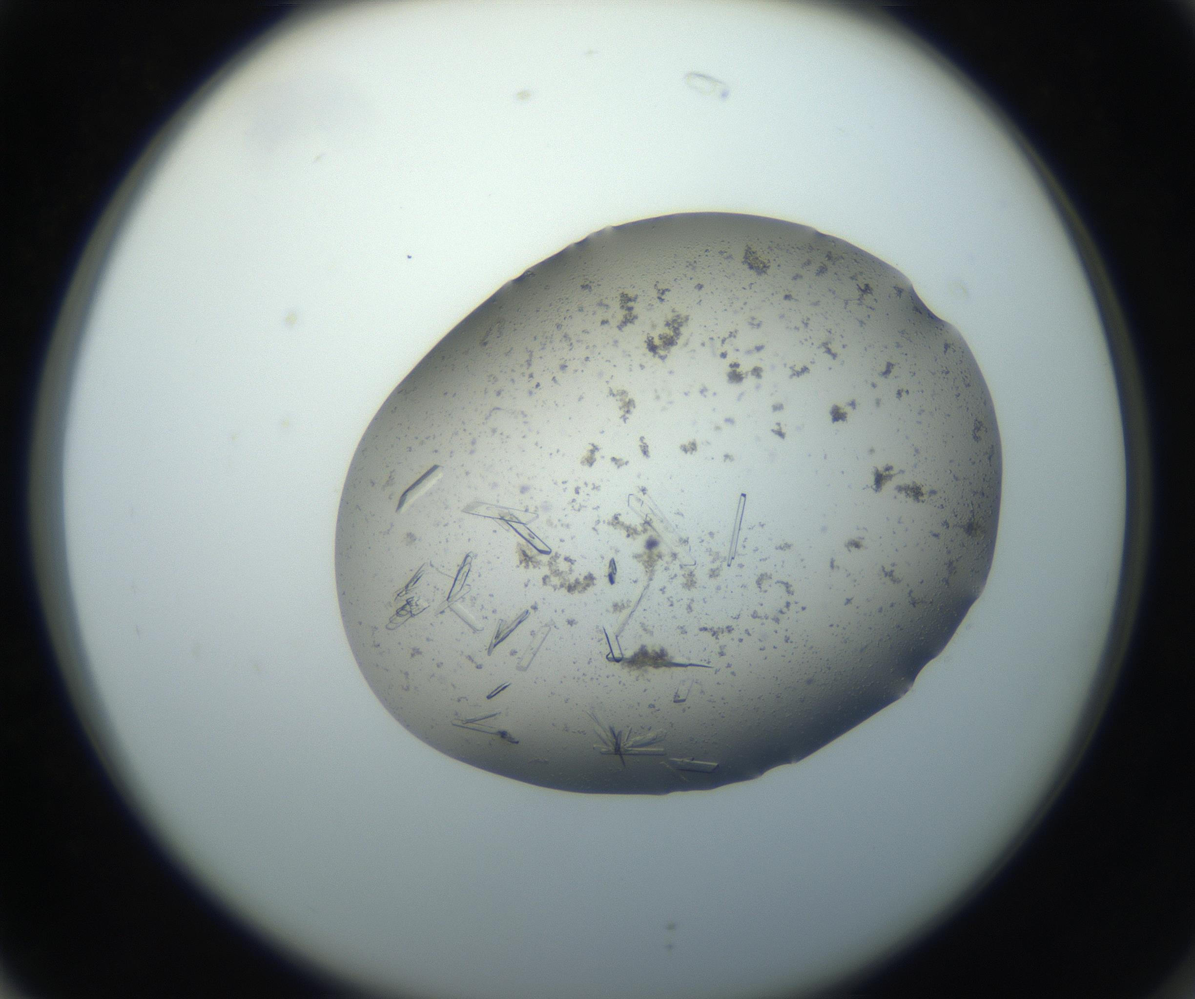 RI01_03_000_0212_Proj1_Clon1_MC_0000MC102750_002_160924_02_07_02_00_99_002_001_RAI.jpg
