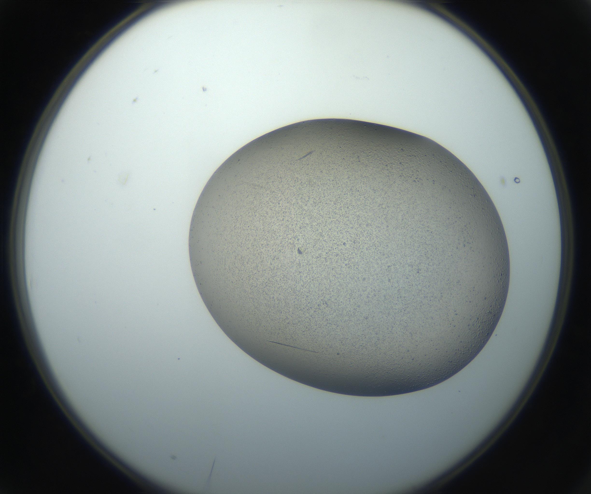 RI01_03_000_0212_Proj1_Clon1_MC_0000MC102750_002_160924_03_01_02_00_99_002_001_RAI.jpg