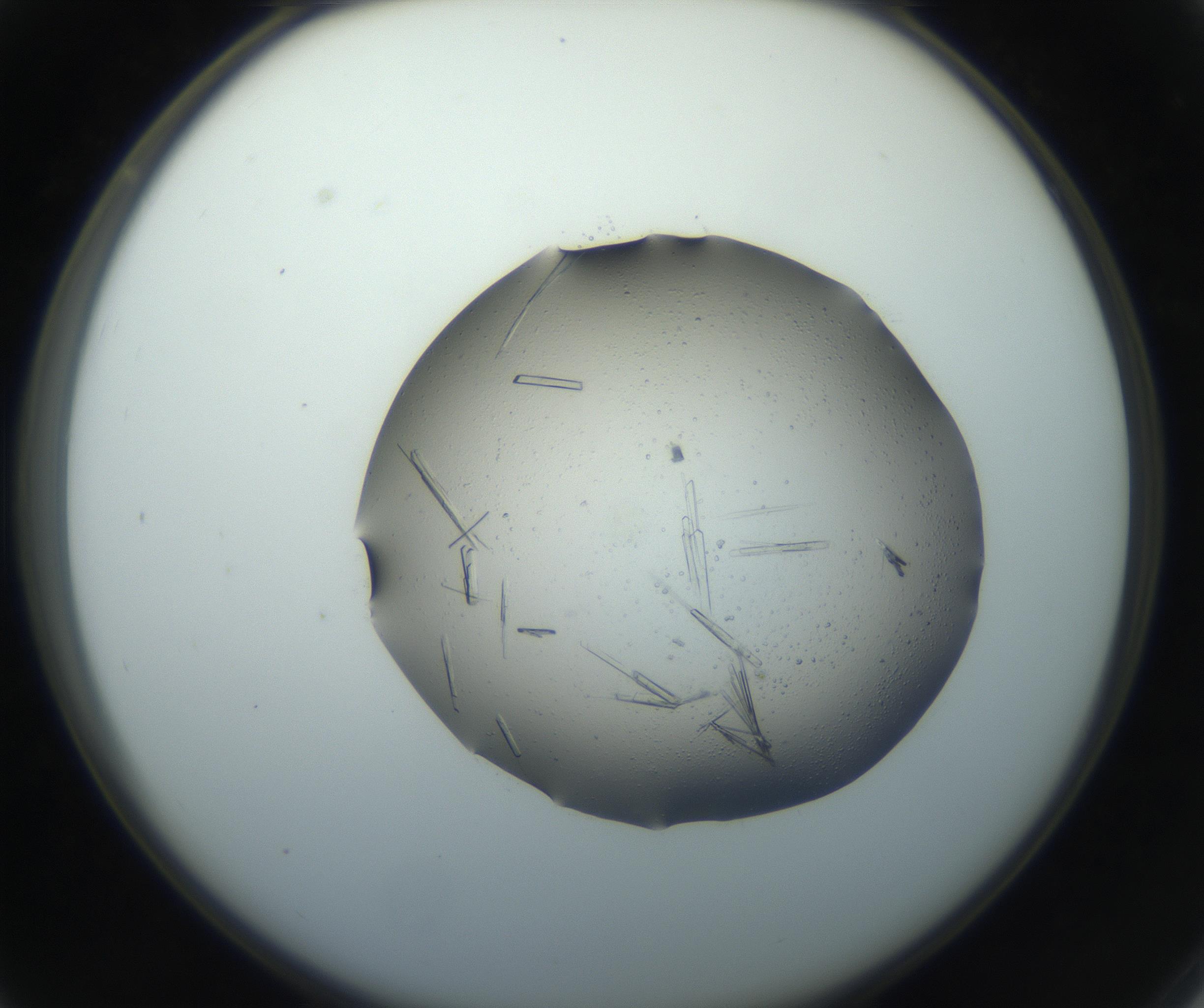 RI01_03_000_0212_Proj1_Clon1_MC_0000MC102750_002_160924_03_03_02_00_99_002_001_RAI.jpg