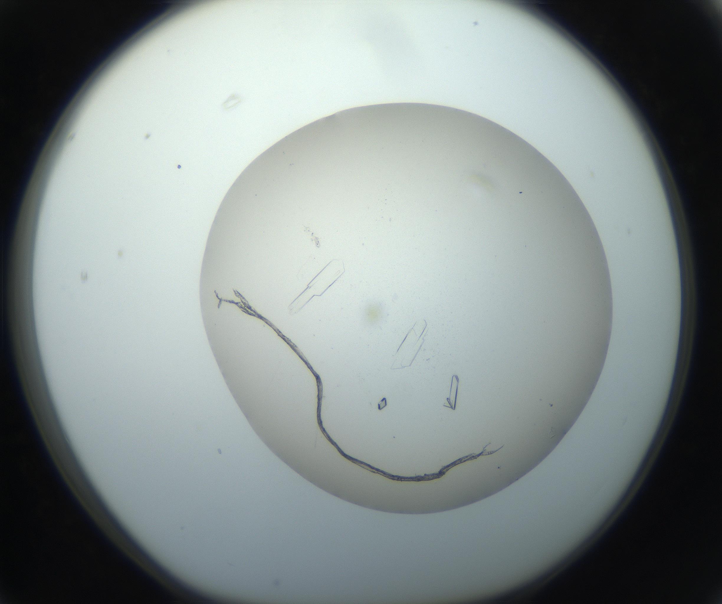 RI01_03_000_0212_Proj1_Clon1_MC_0000MC102750_002_160924_03_06_01_00_99_002_001_RAI.jpg