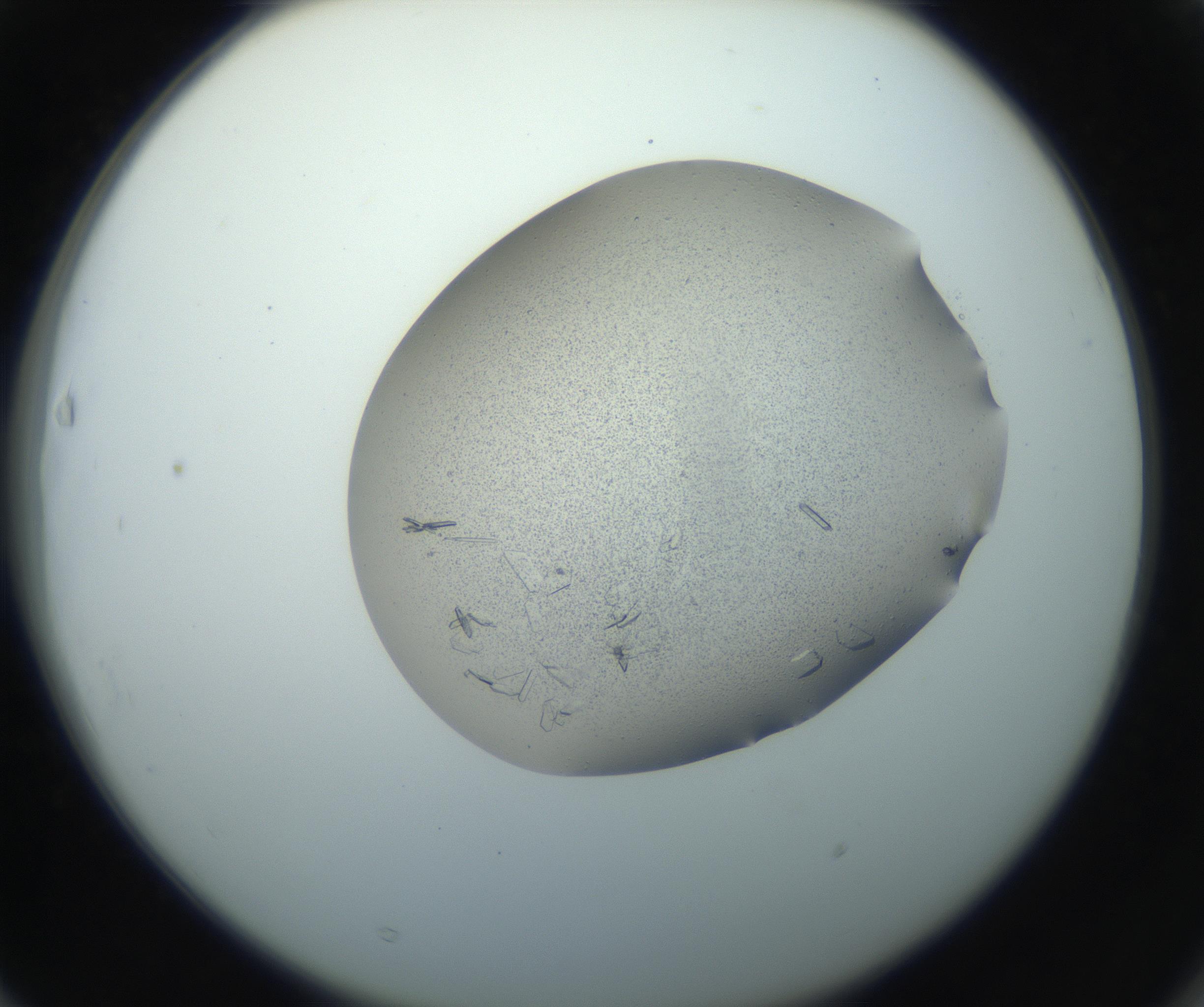 RI01_03_000_0212_Proj1_Clon1_MC_0000MC102750_002_160924_03_06_02_00_99_002_001_RAI.jpg