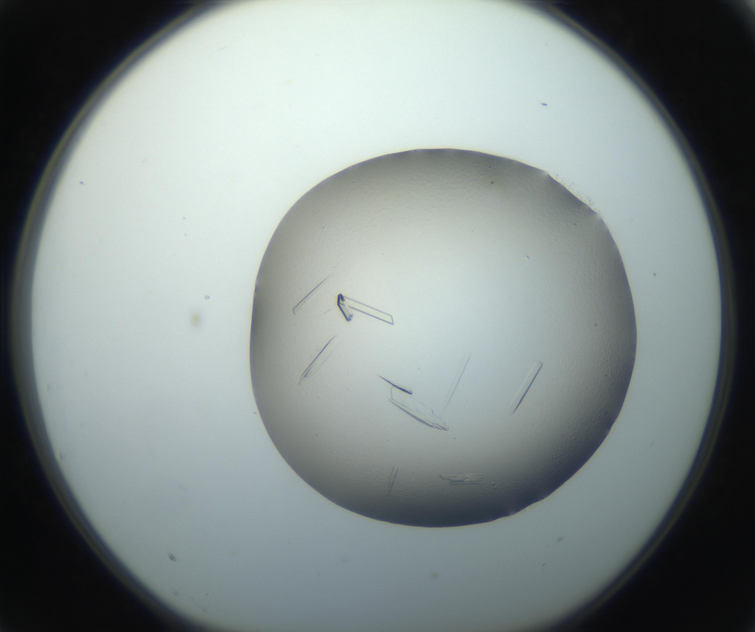 RI01_03_000_0212_Proj1_Clon1_MC_0000MC102750_002_160924_03_07_01_00_99_002_001_RAI.jpg