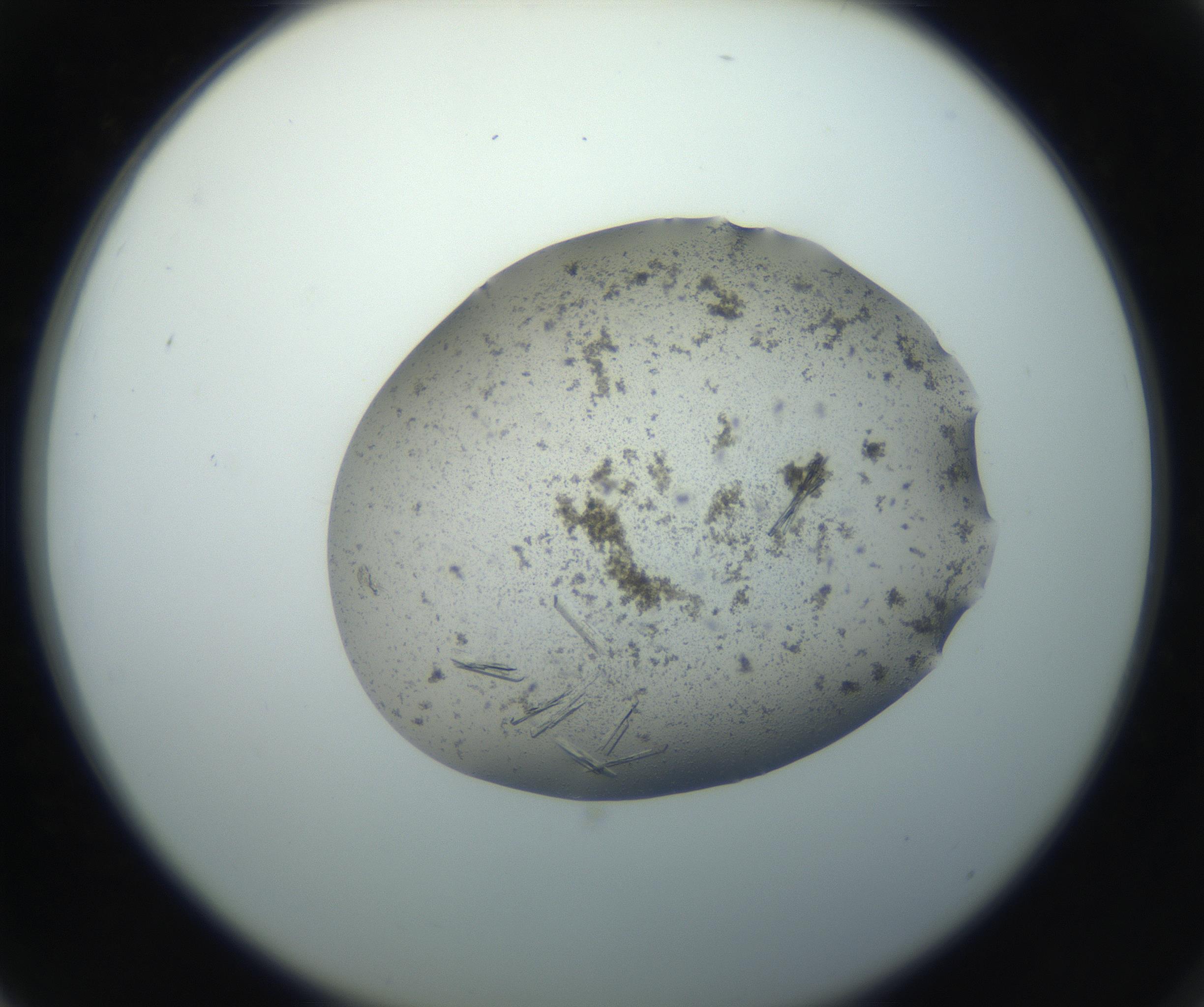RI01_03_000_0212_Proj1_Clon1_MC_0000MC102750_002_160924_03_07_02_00_99_002_001_RAI.jpg