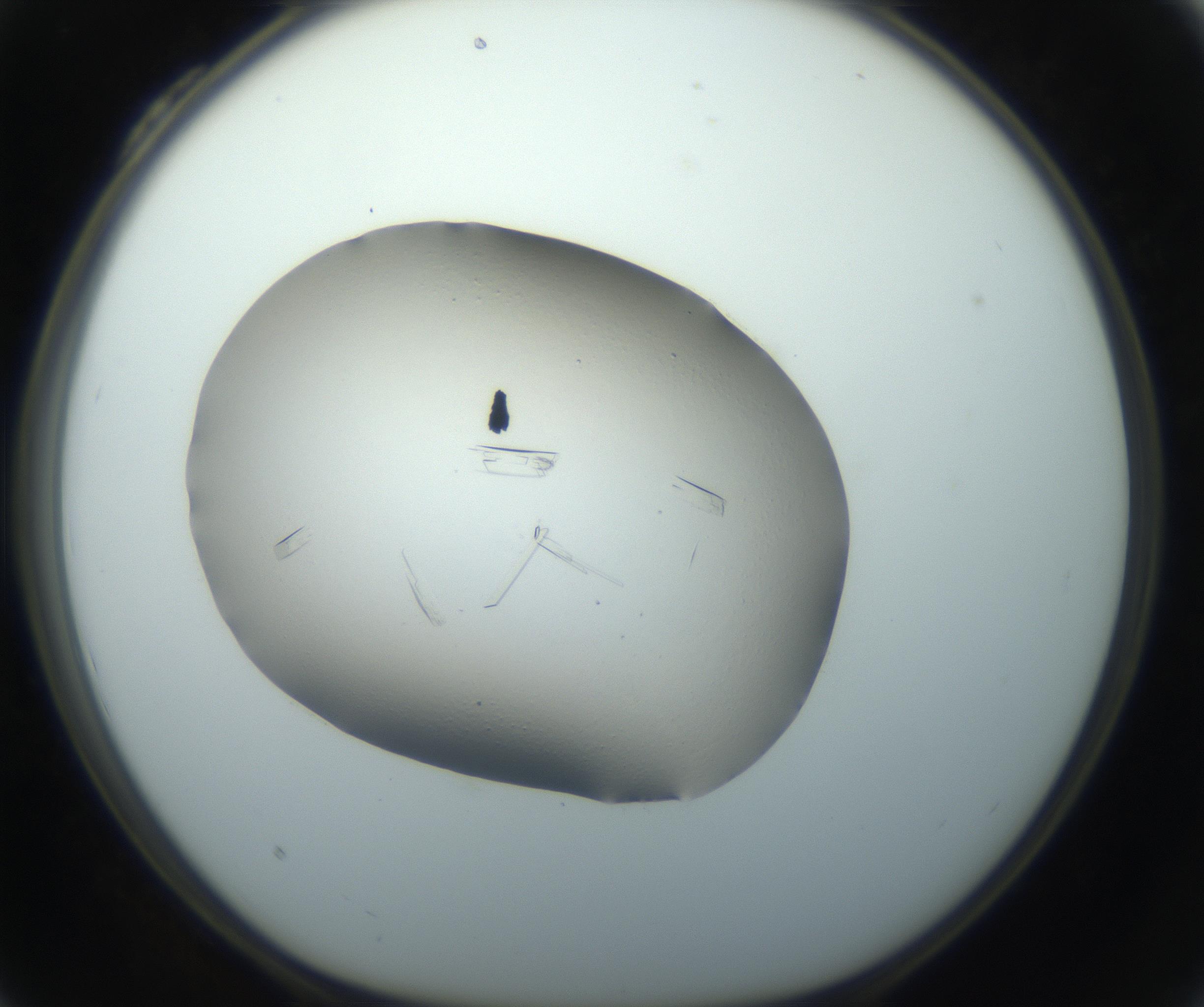 RI01_03_000_0212_Proj1_Clon1_MC_0000MC102750_002_160924_04_03_01_00_99_002_001_RAI.jpg