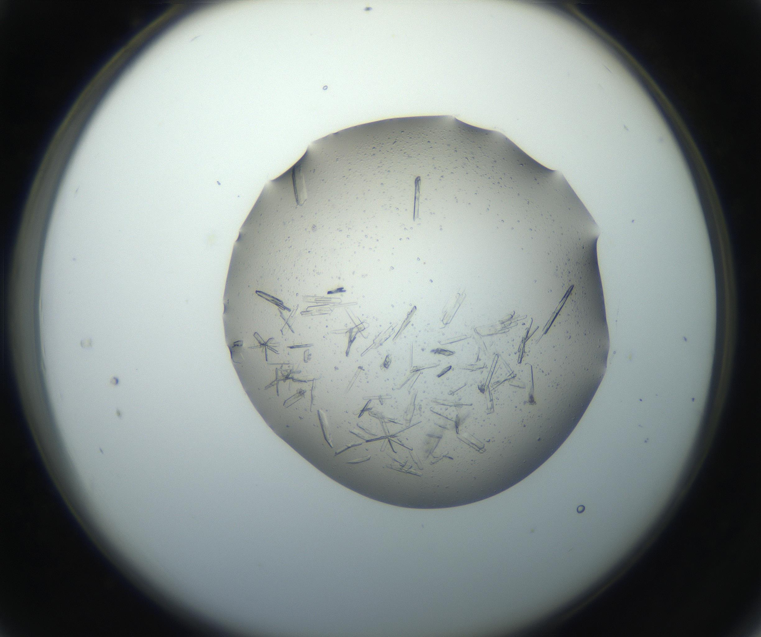 RI01_03_000_0212_Proj1_Clon1_MC_0000MC102750_002_160924_04_03_02_00_99_002_001_RAI.jpg
