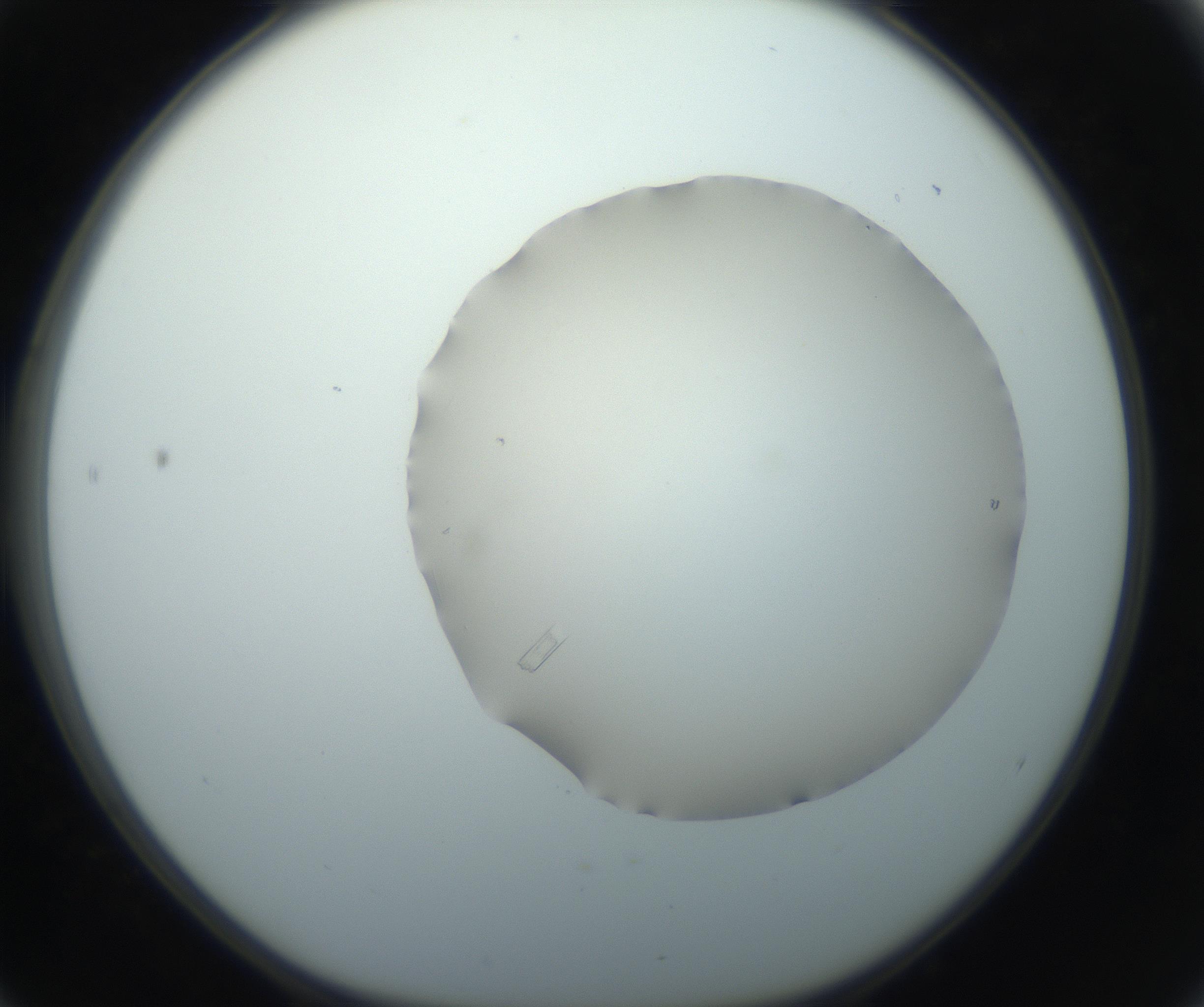 RI01_03_000_0212_Proj1_Clon1_MC_0000MC102750_002_160924_04_05_01_00_99_002_001_RAI.jpg