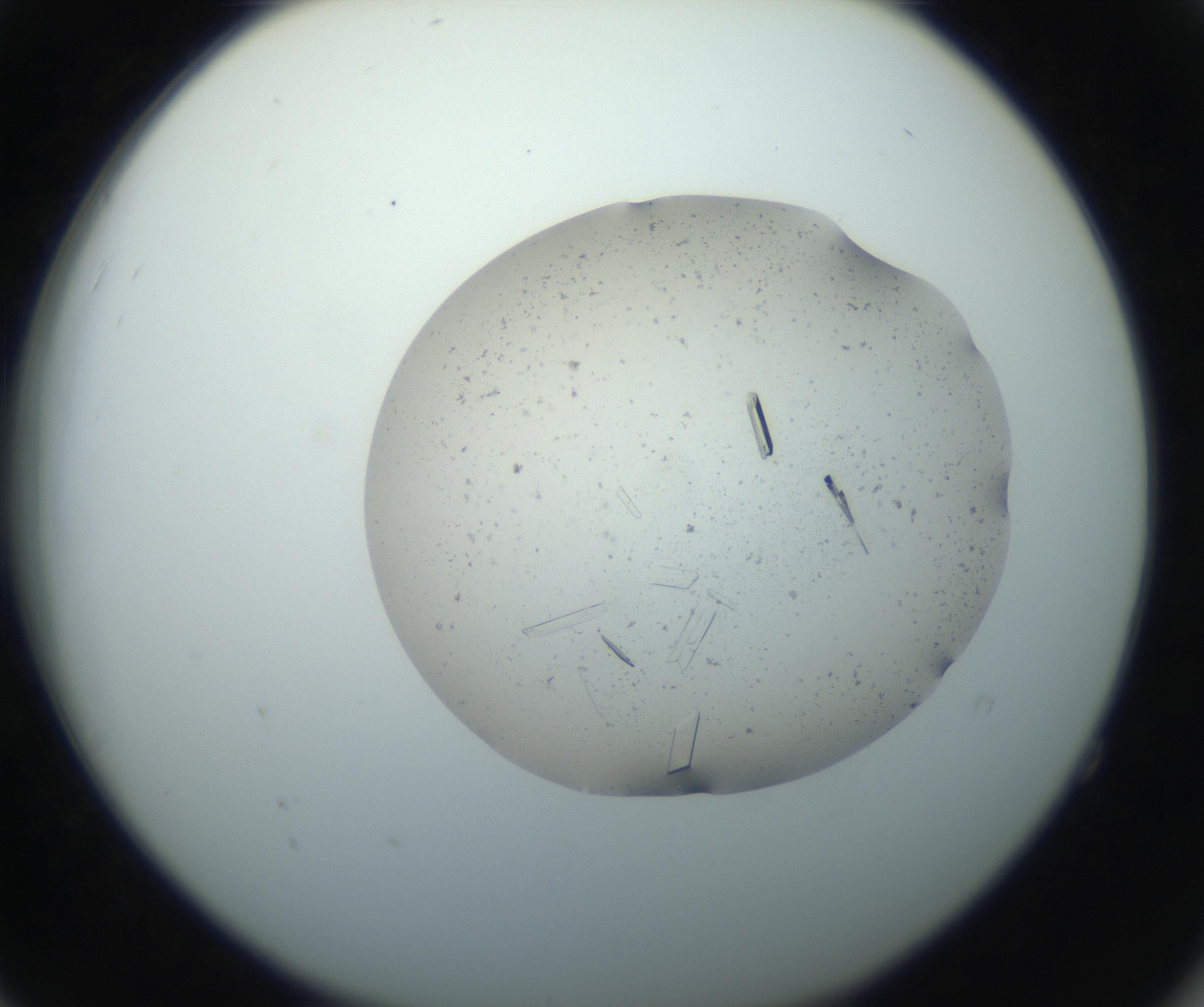 RI01_03_000_0212_Proj1_Clon1_MC_0000MC102750_002_160924_04_05_02_00_99_002_001_RAI.jpg