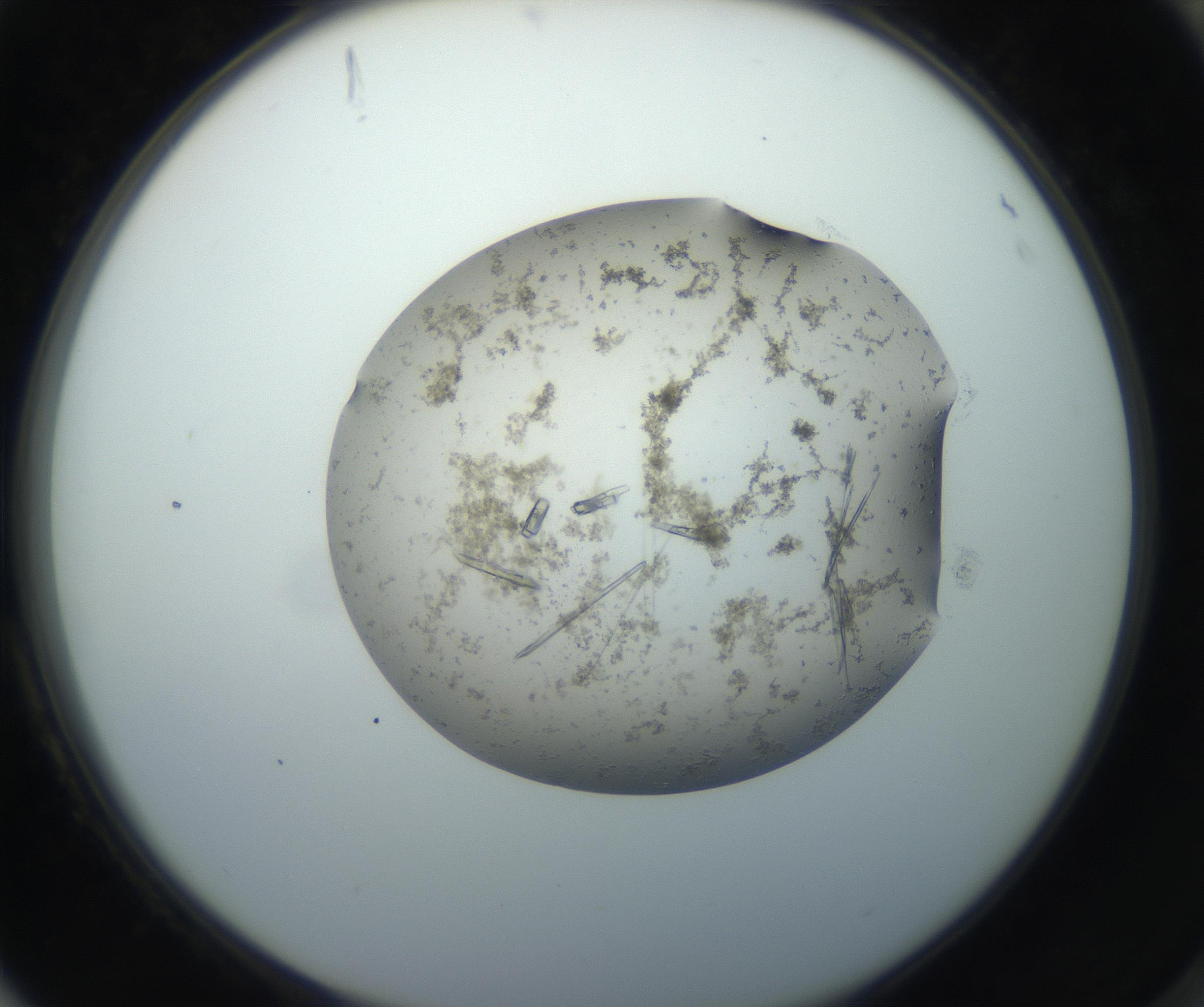 RI01_03_000_0212_Proj1_Clon1_MC_0000MC102750_002_160924_04_08_02_00_99_002_001_RAI.jpg