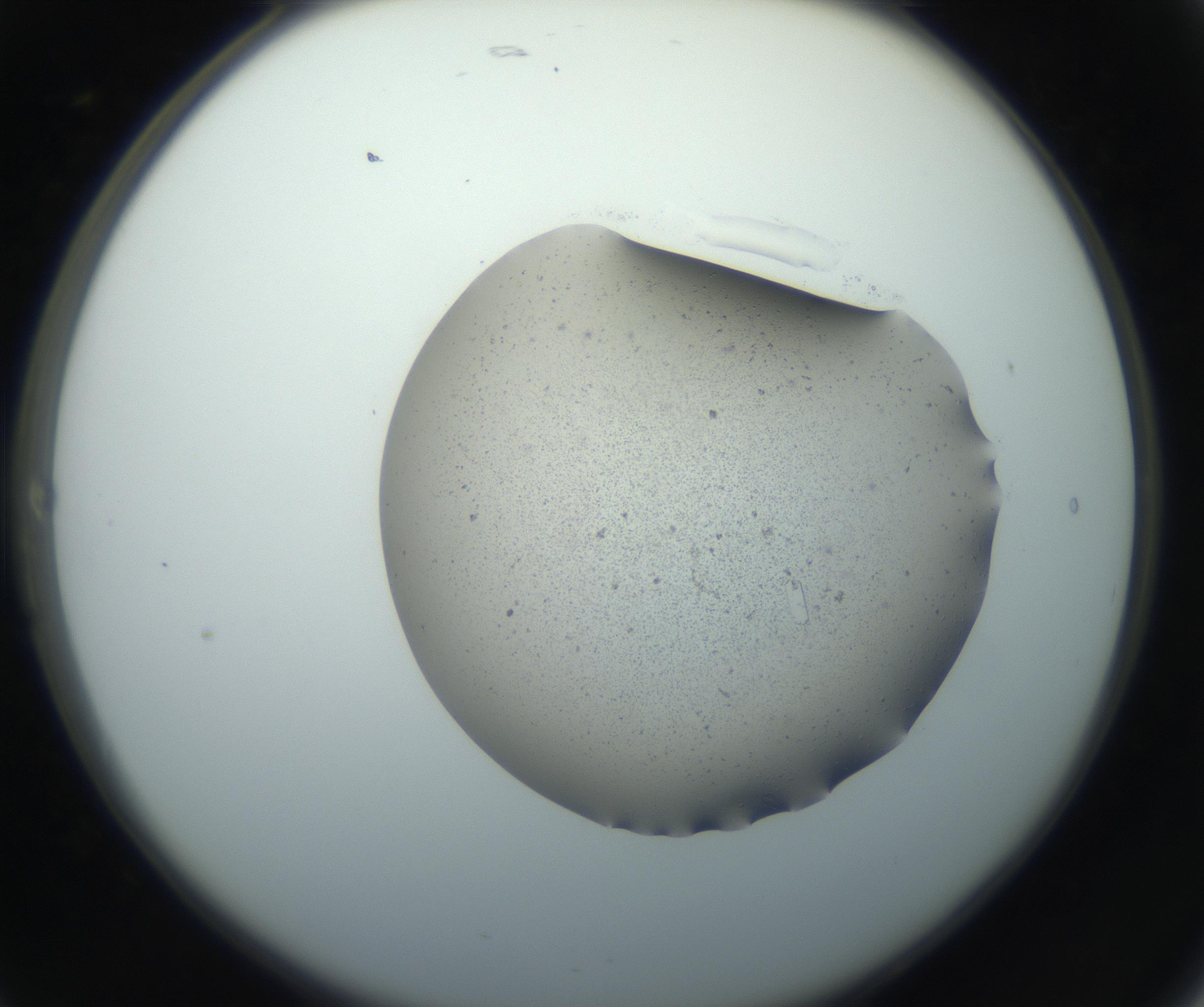 RI01_03_000_0212_Proj1_Clon1_MC_0000MC102750_002_160924_05_02_02_00_99_002_001_RAI.jpg