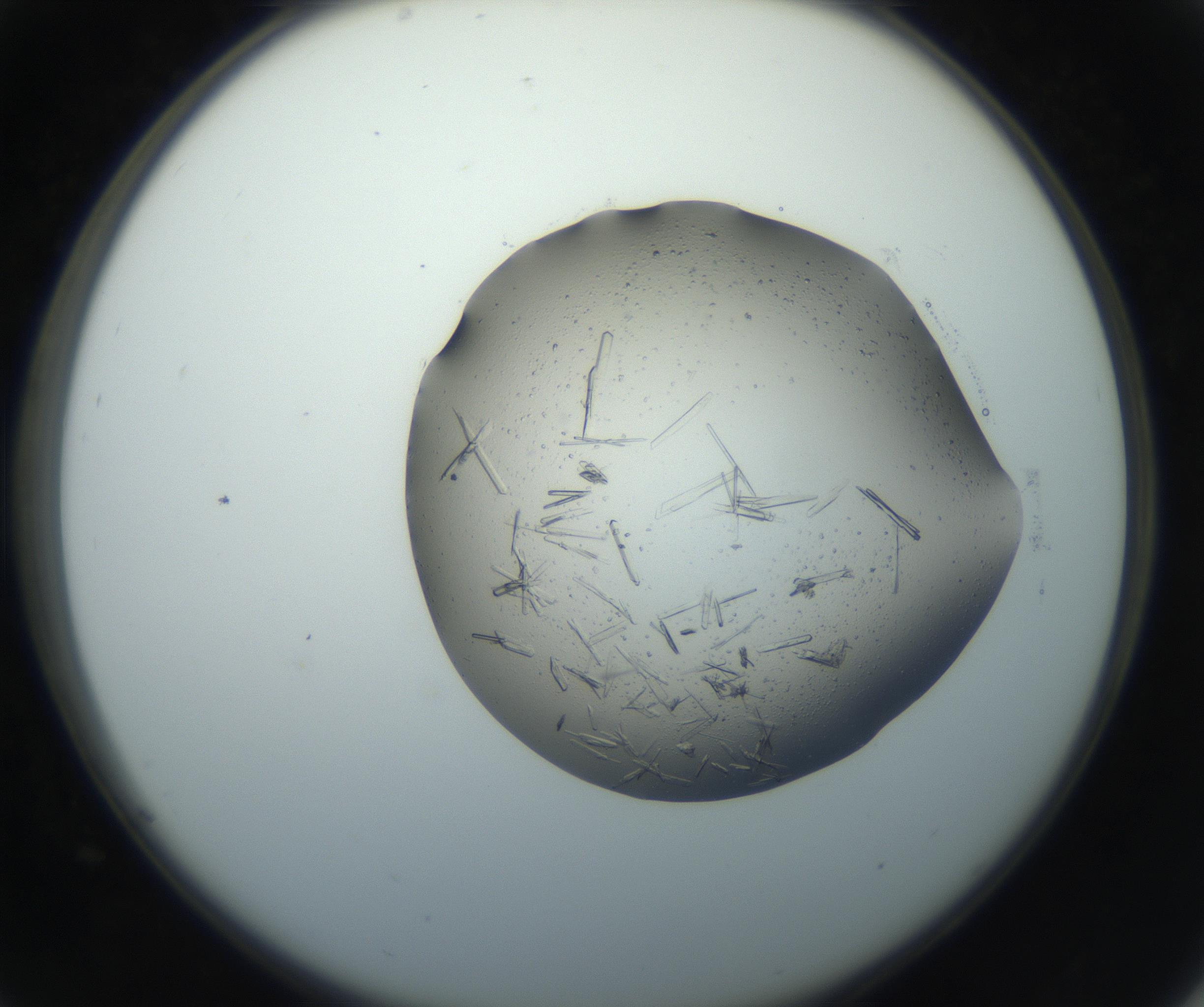 RI01_03_000_0212_Proj1_Clon1_MC_0000MC102750_002_160924_05_03_02_00_99_002_001_RAI.jpg