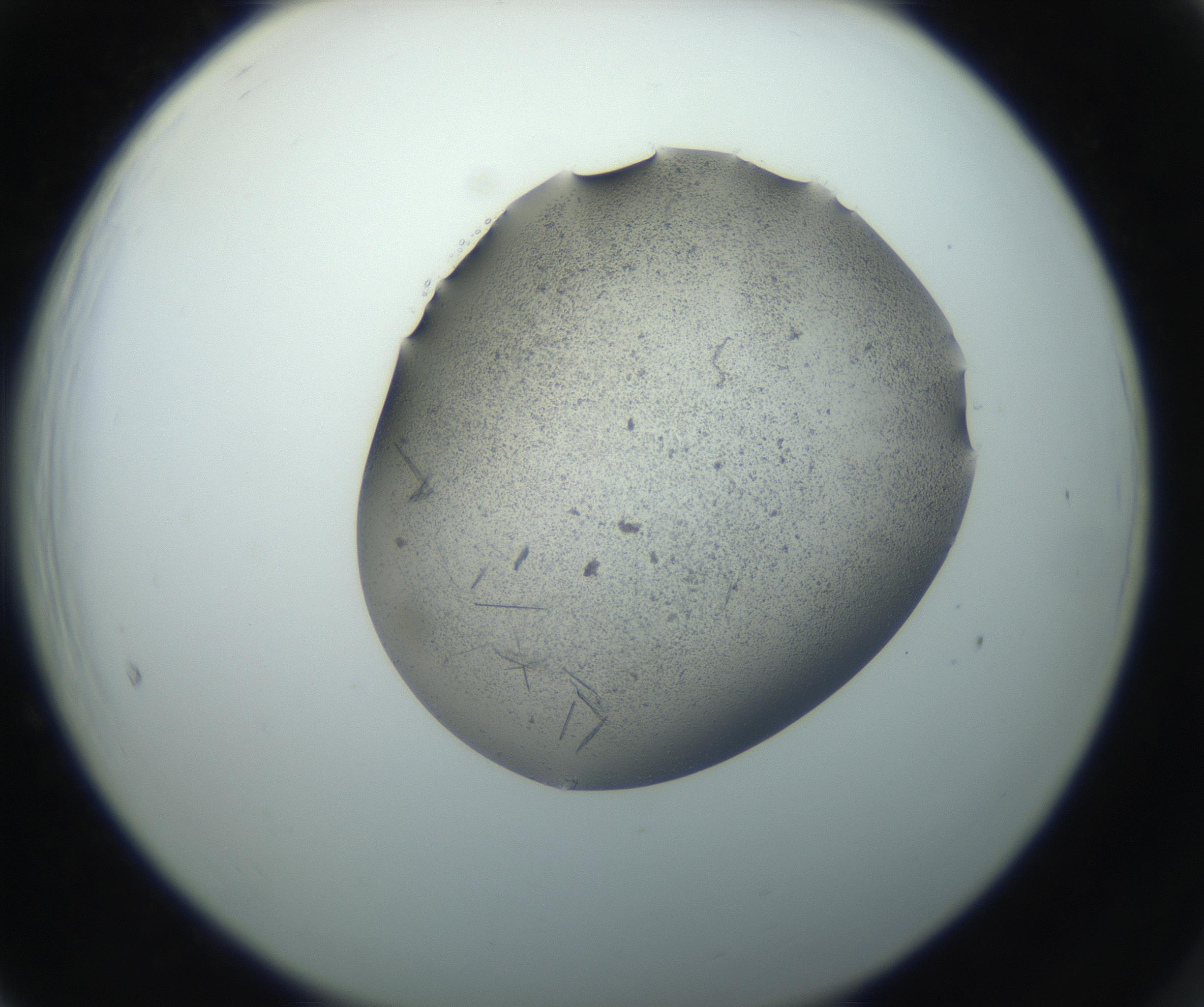 RI01_03_000_0212_Proj1_Clon1_MC_0000MC102750_002_160924_05_06_02_00_99_002_001_RAI.jpg