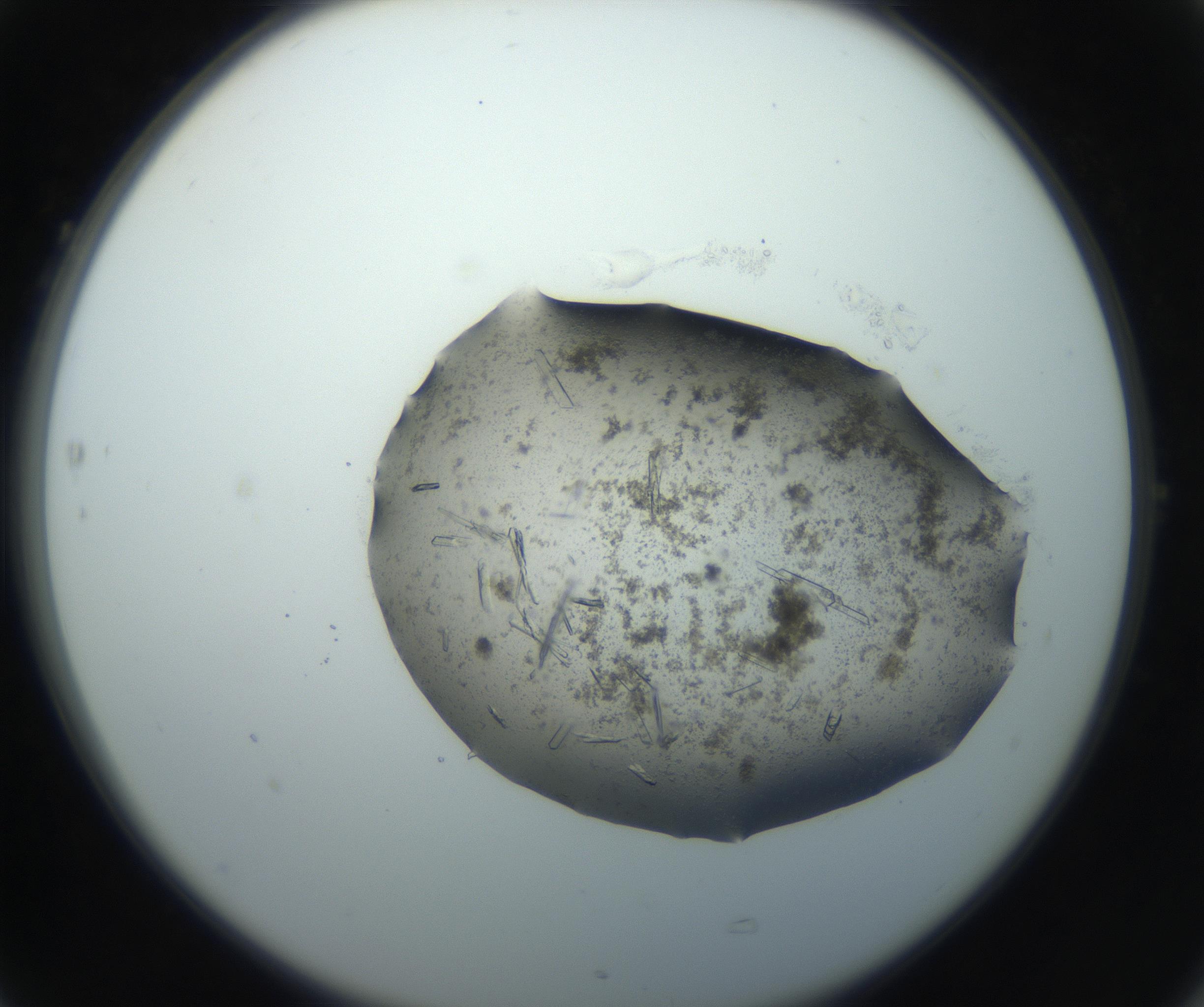 RI01_03_000_0212_Proj1_Clon1_MC_0000MC102750_002_160924_05_07_02_00_99_002_001_RAI.jpg