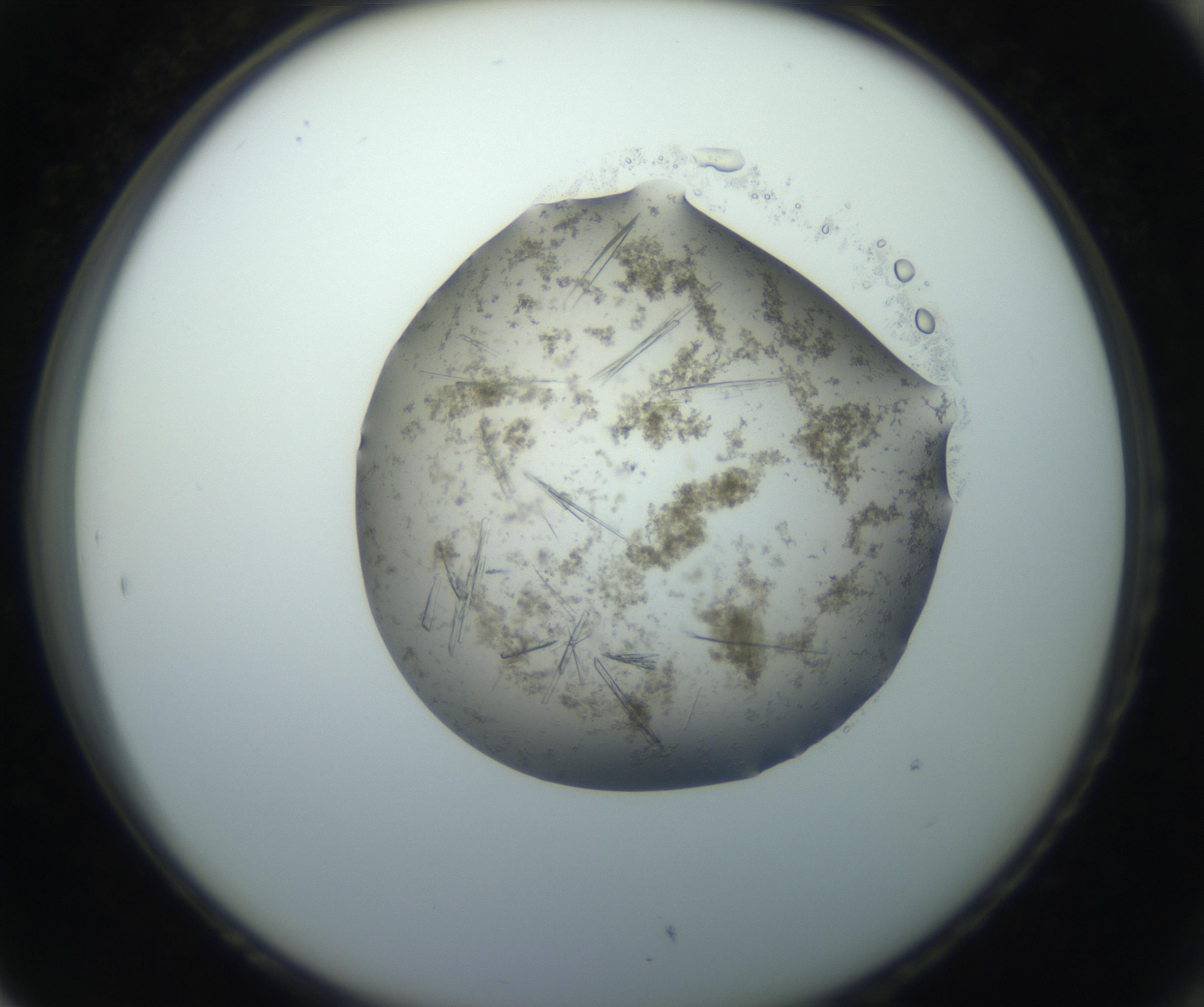 RI01_03_000_0212_Proj1_Clon1_MC_0000MC102750_002_160924_05_08_02_00_99_002_001_RAI.jpg