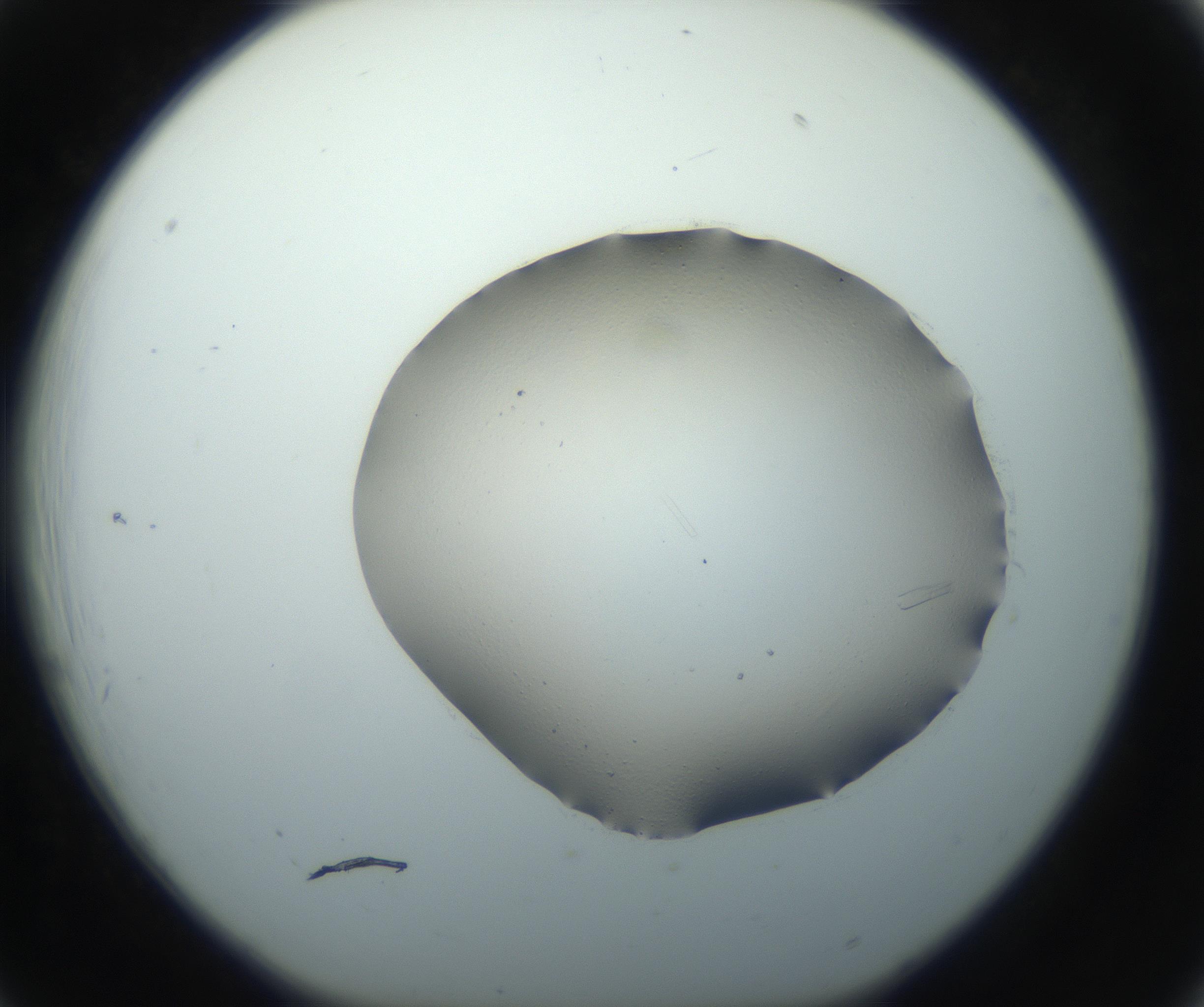 RI01_03_000_0212_Proj1_Clon1_MC_0000MC102750_002_160924_06_02_01_00_99_002_001_RAI.jpg
