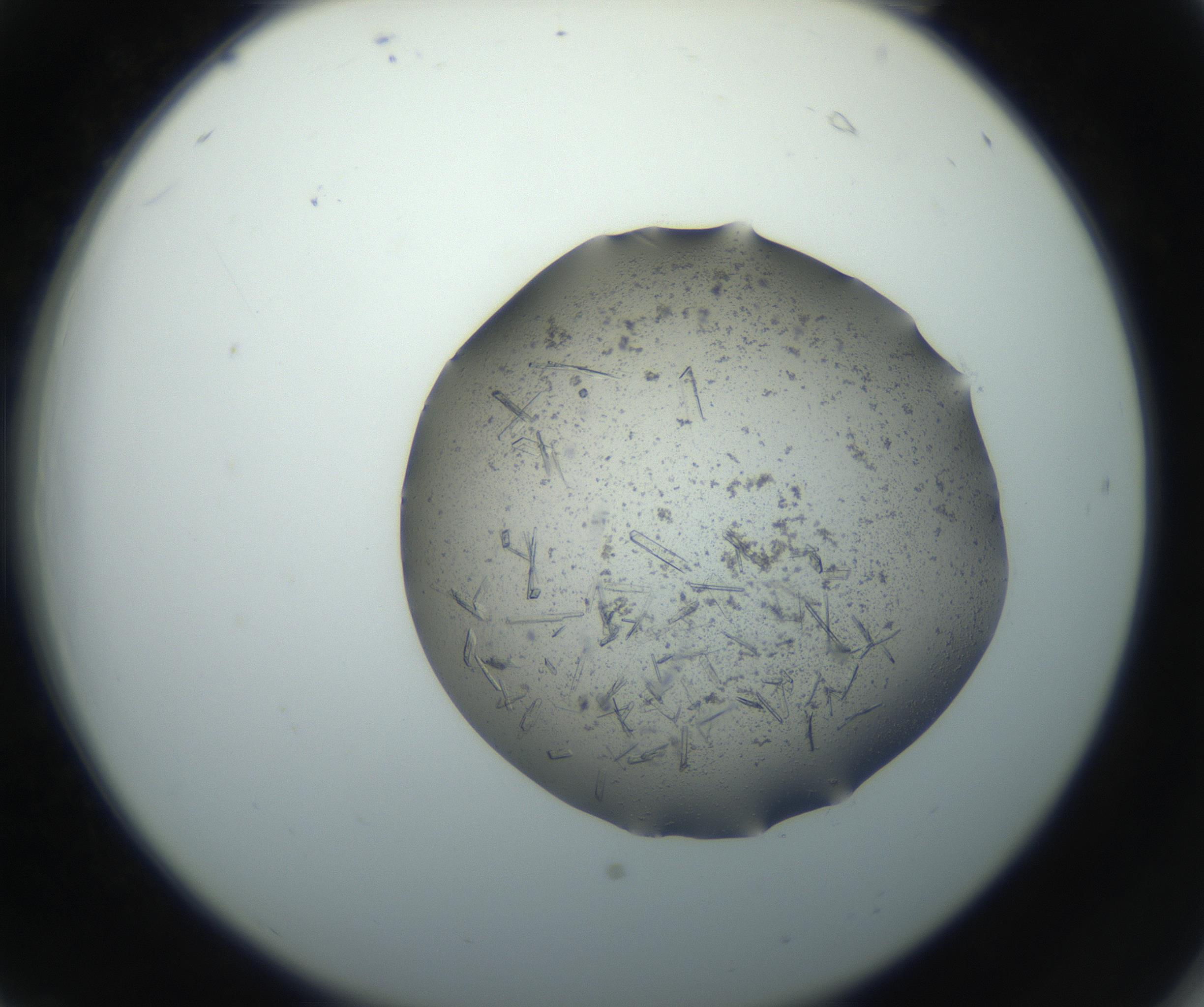RI01_03_000_0212_Proj1_Clon1_MC_0000MC102750_002_160924_06_02_02_00_99_002_001_RAI.jpg