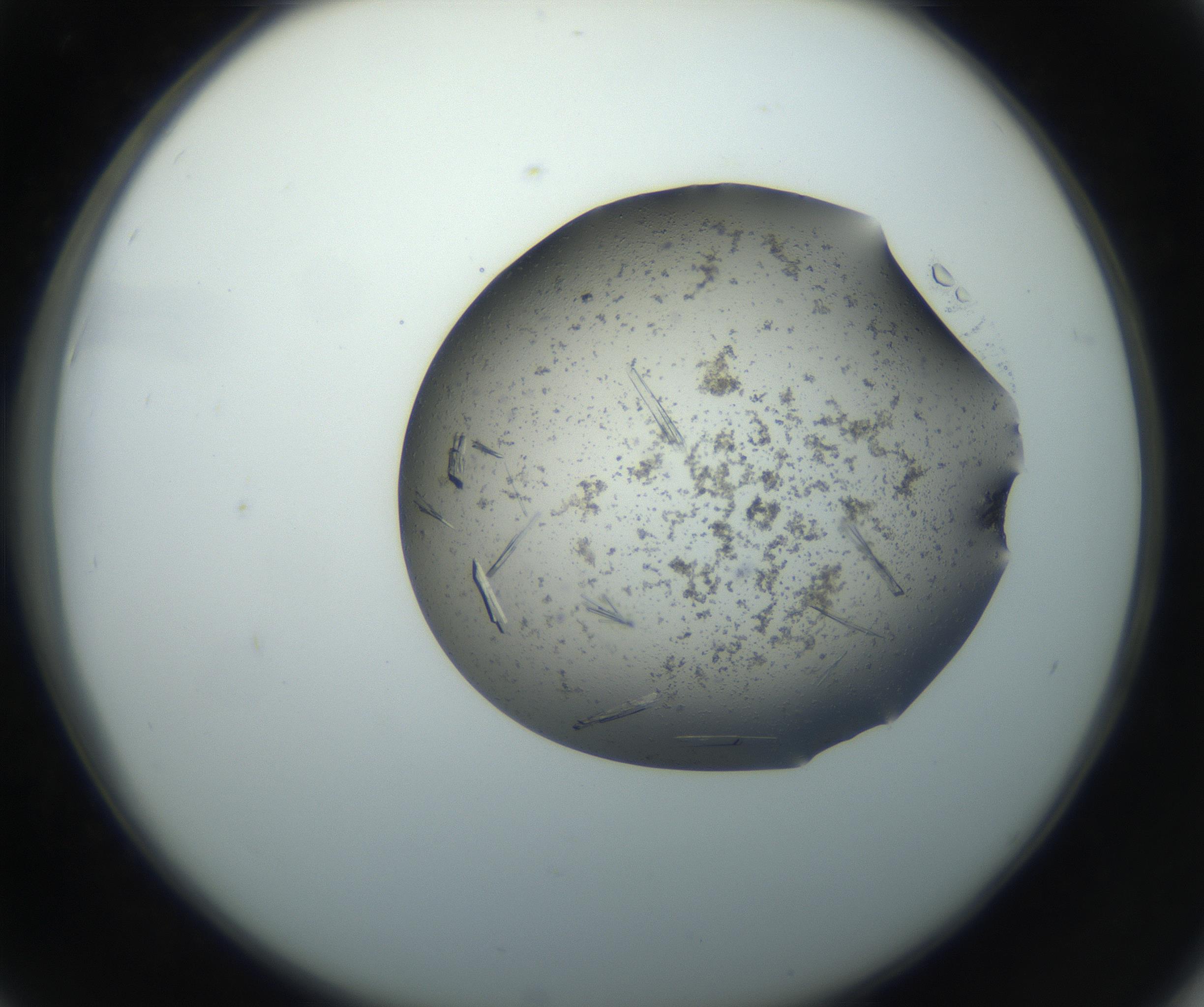 RI01_03_000_0212_Proj1_Clon1_MC_0000MC102750_002_160924_06_04_02_00_99_002_001_RAI.jpg