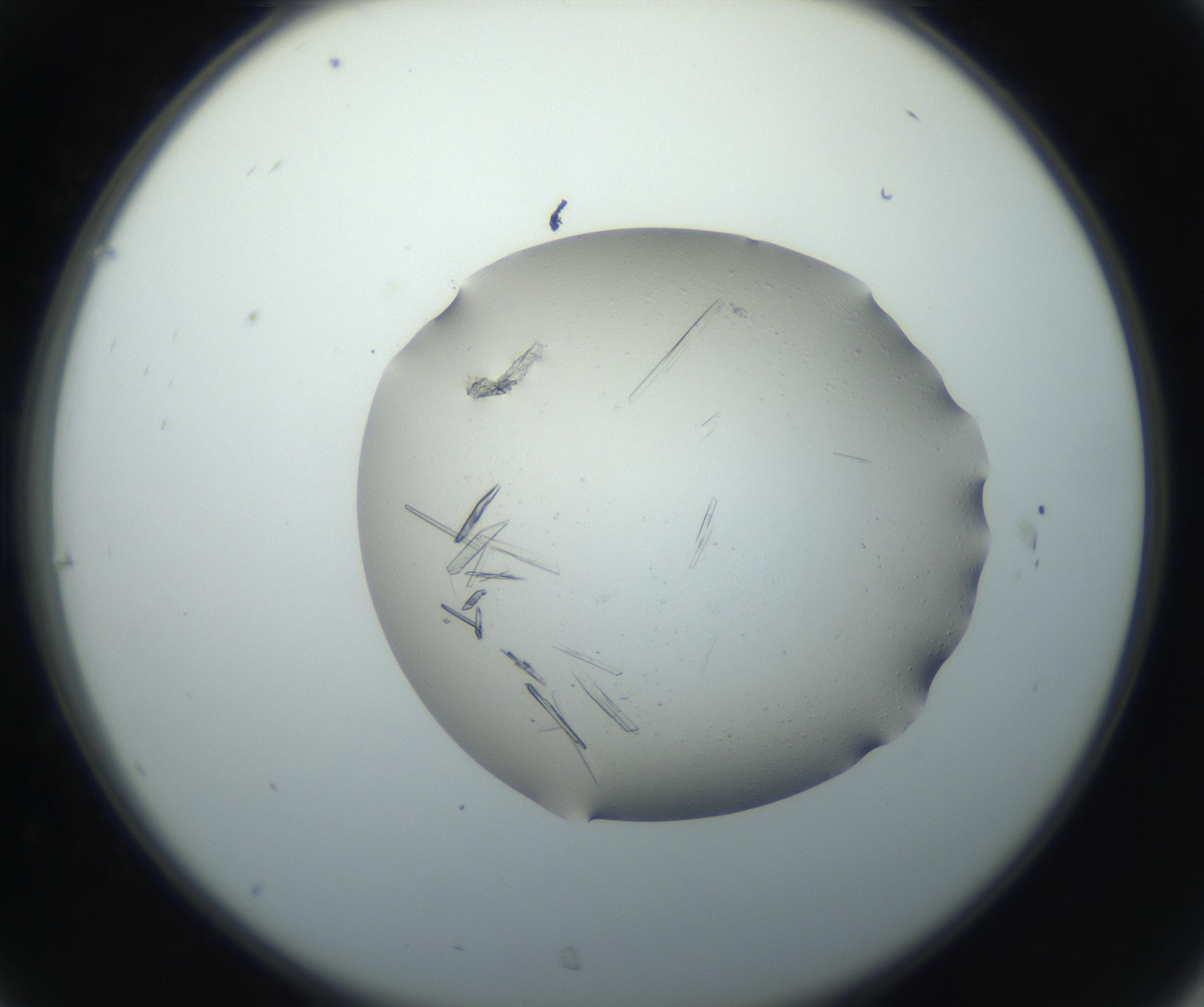 RI01_03_000_0212_Proj1_Clon1_MC_0000MC102750_002_160924_07_03_02_00_99_002_001_RAI.jpg