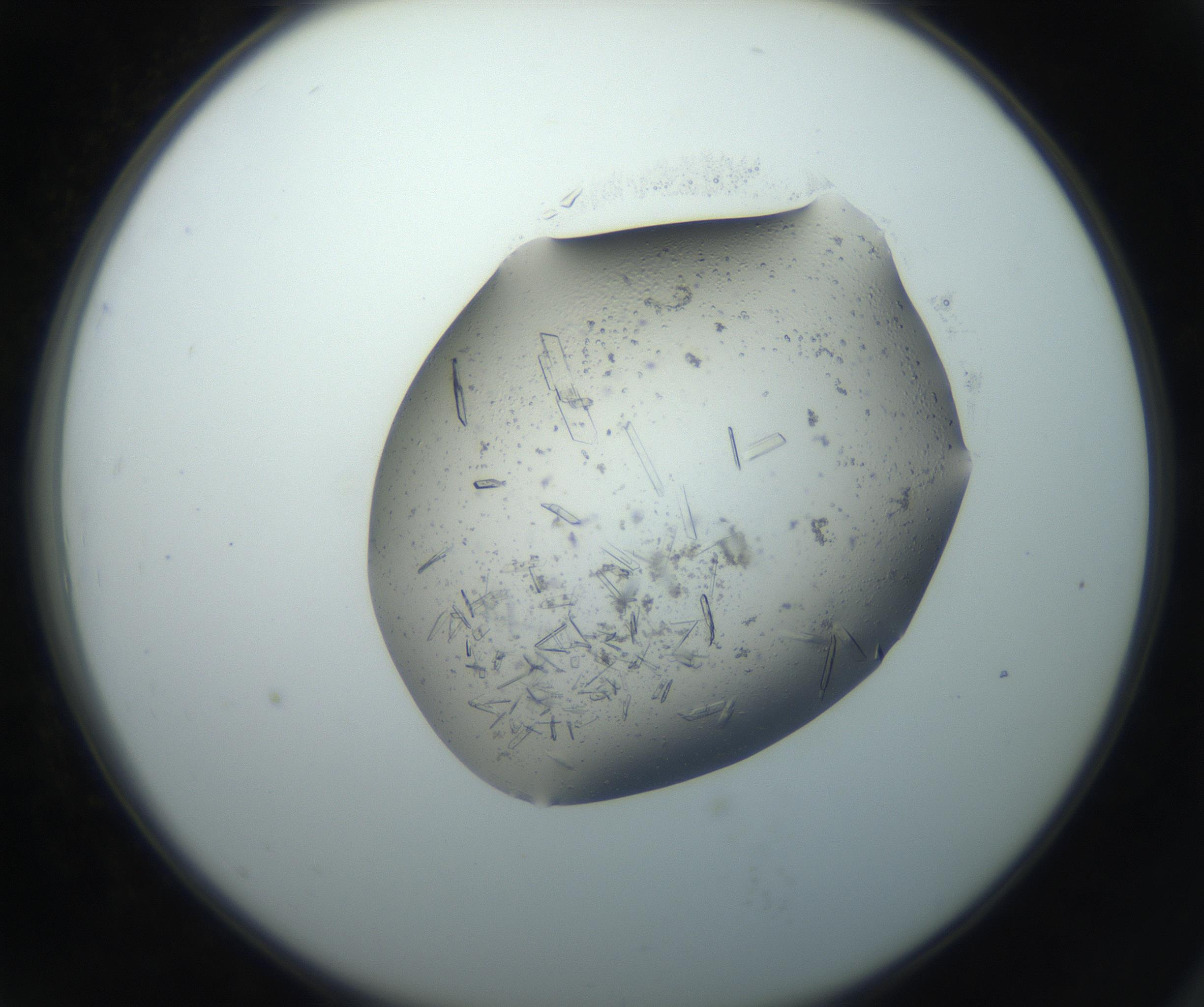 RI01_03_000_0212_Proj1_Clon1_MC_0000MC102750_002_160924_07_07_02_00_99_002_001_RAI.jpg