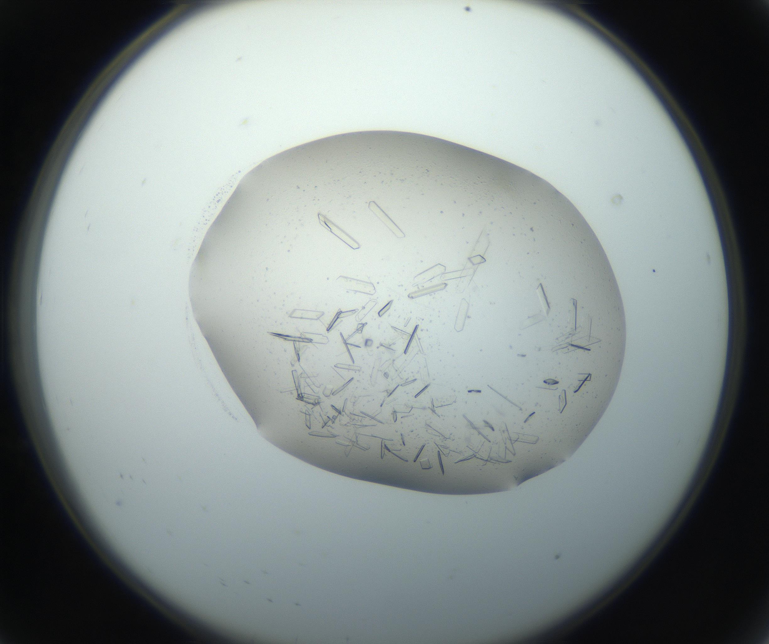 RI01_03_000_0212_Proj1_Clon1_MC_0000MC102750_002_160924_08_01_02_00_99_002_001_RAI.jpg
