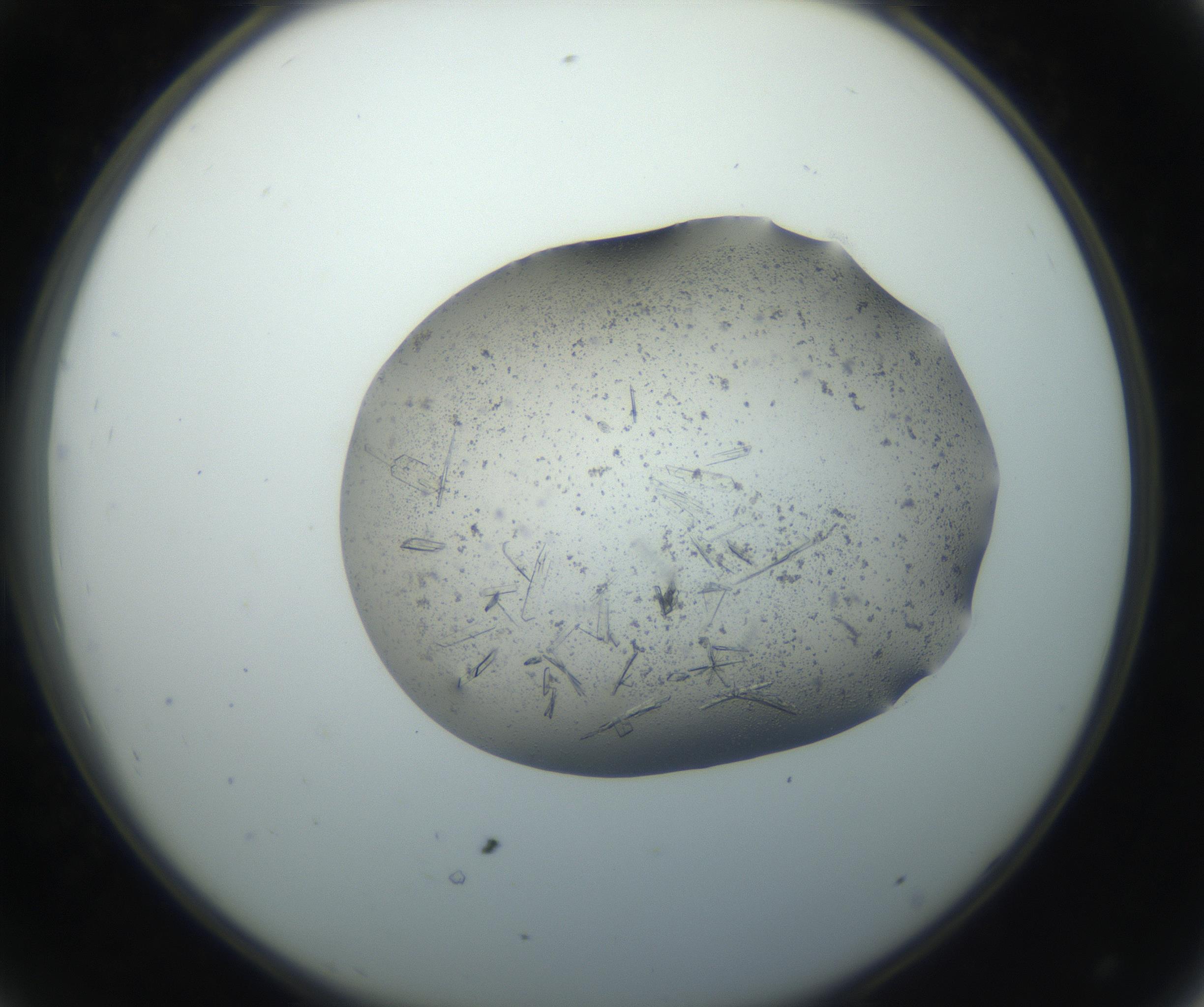 RI01_03_000_0212_Proj1_Clon1_MC_0000MC102750_002_160924_08_04_02_00_99_002_001_RAI.jpg