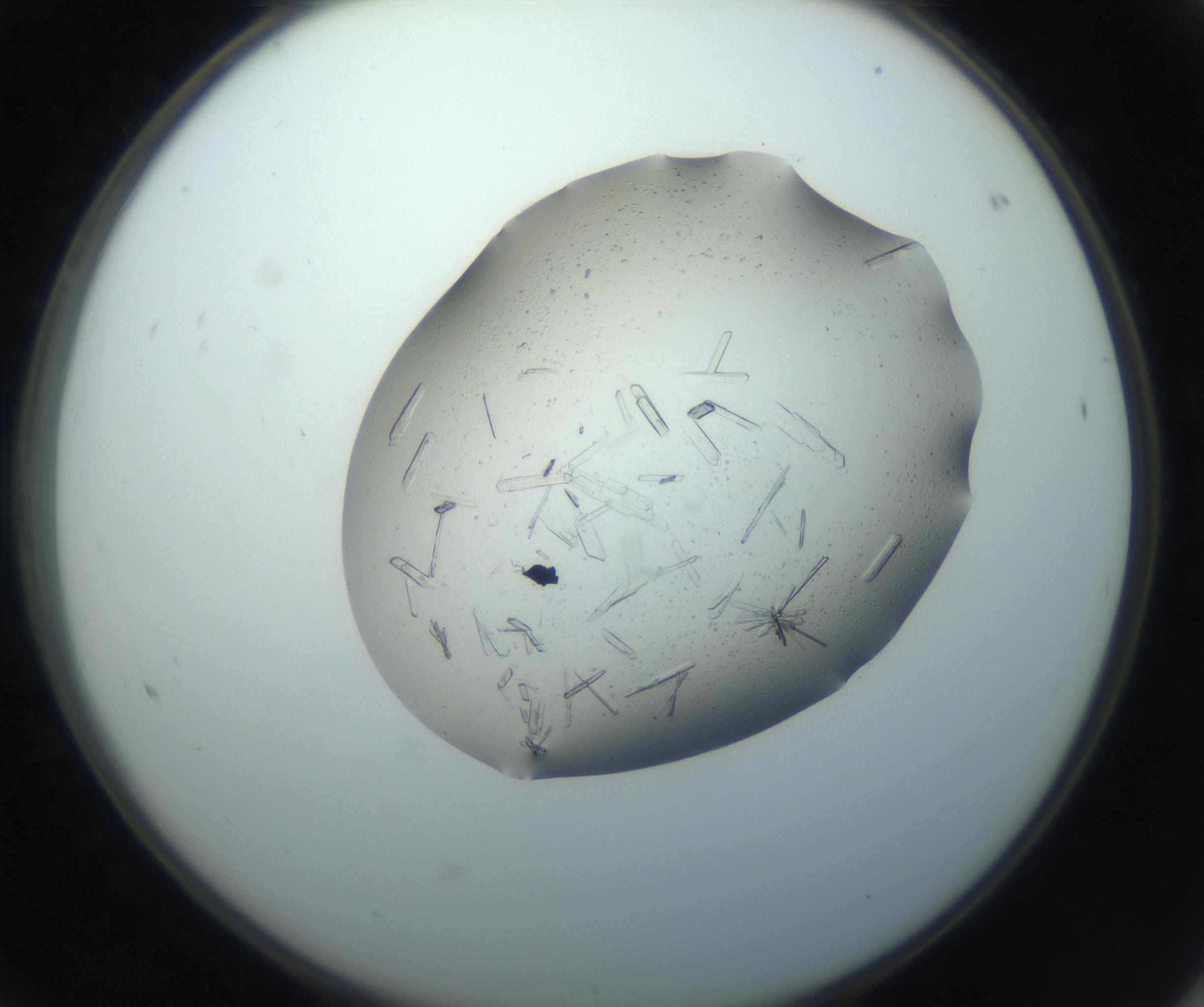 RI01_03_000_0212_Proj1_Clon1_MC_0000MC102750_002_160924_08_06_02_00_99_002_001_RAI.jpg