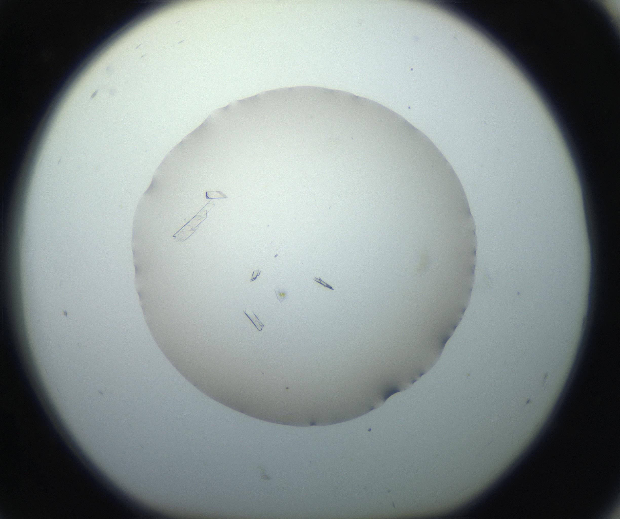 RI01_03_000_0212_Proj1_Clon1_MC_0000MC102750_002_160924_08_08_01_00_99_002_001_RAI.jpg